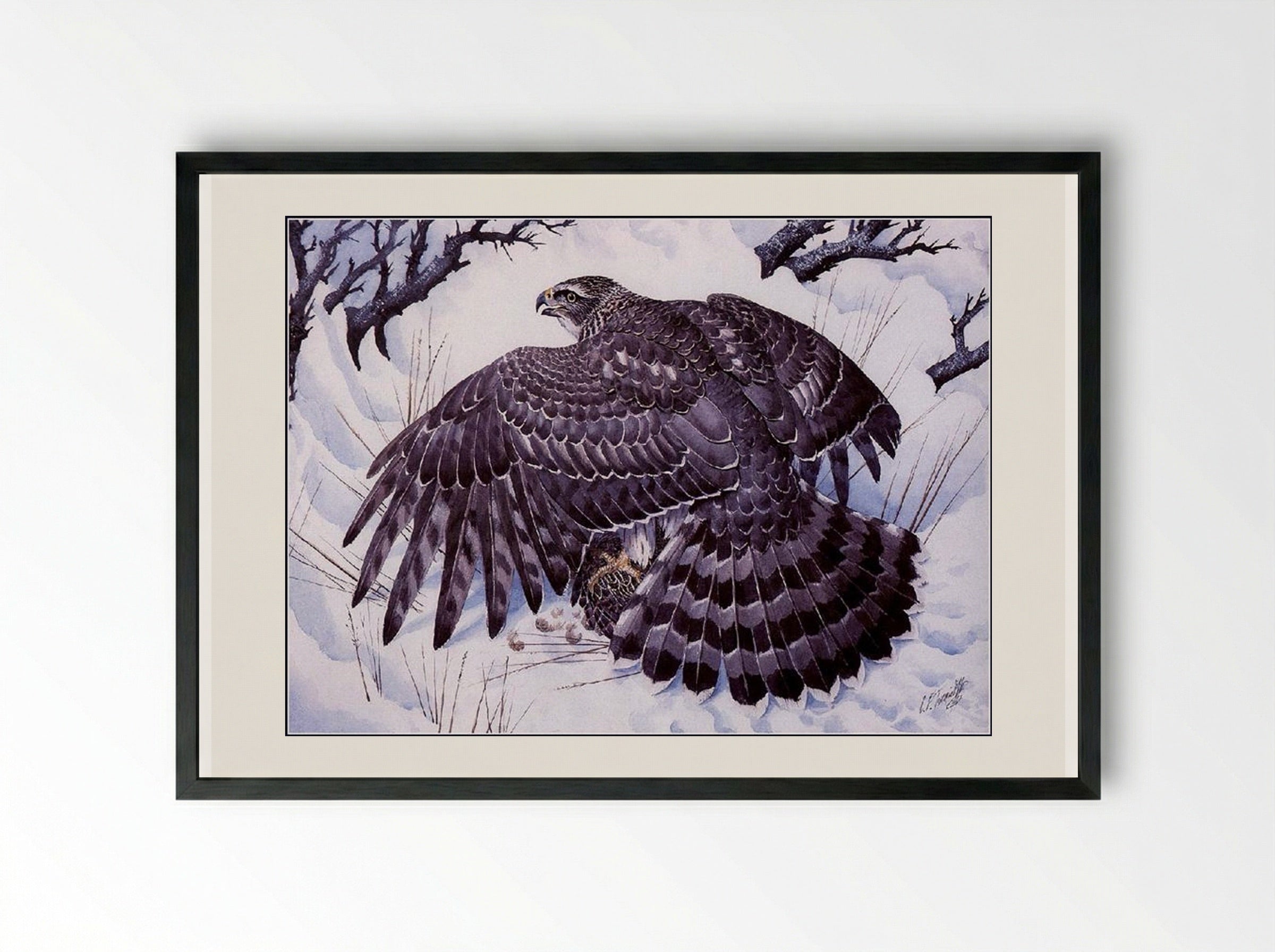 Goshawk - Charles Tunnicliffe - Framed Print Black