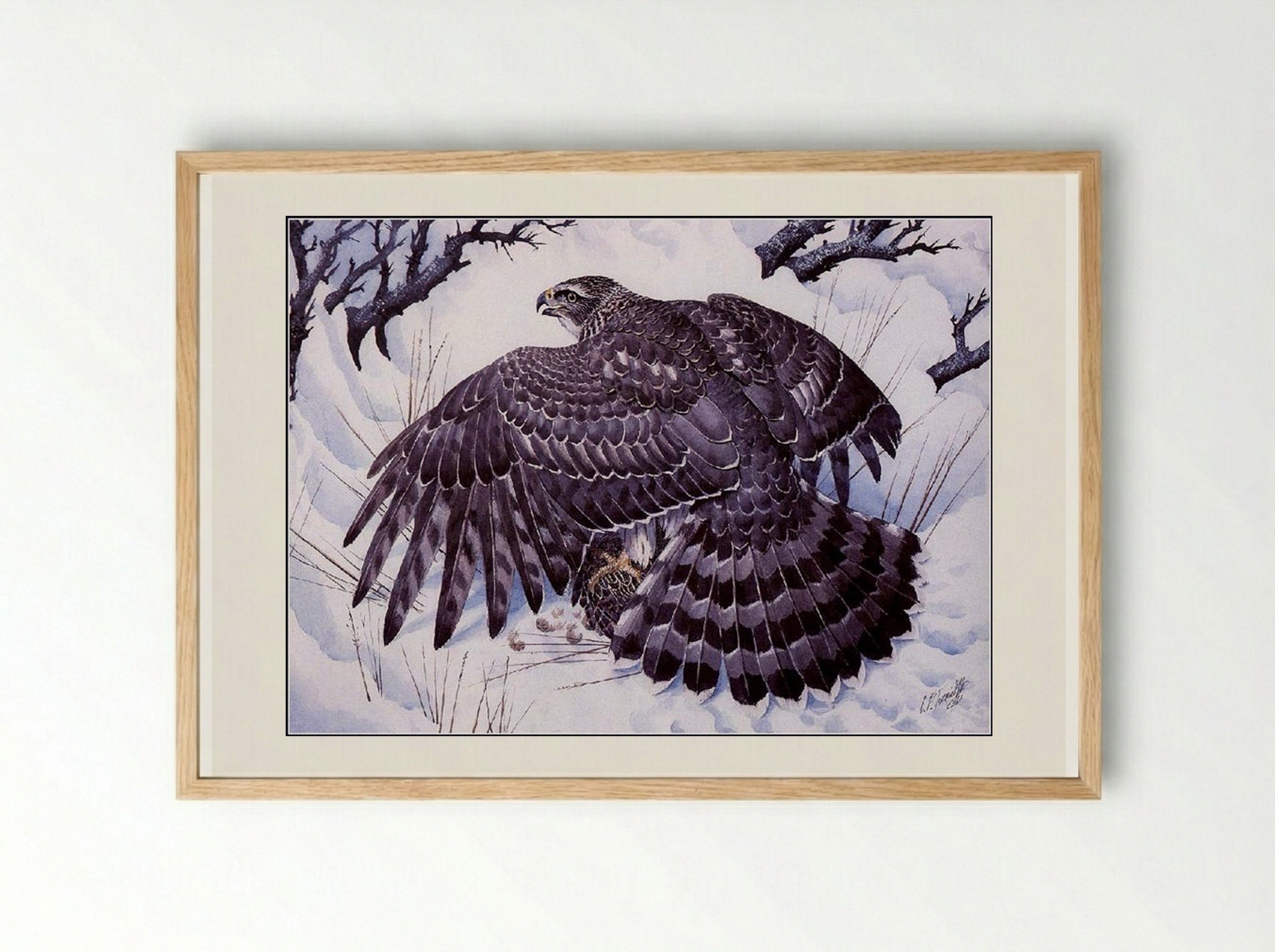 Goshawk - Charles Tunnicliffe - Framed Print Wood