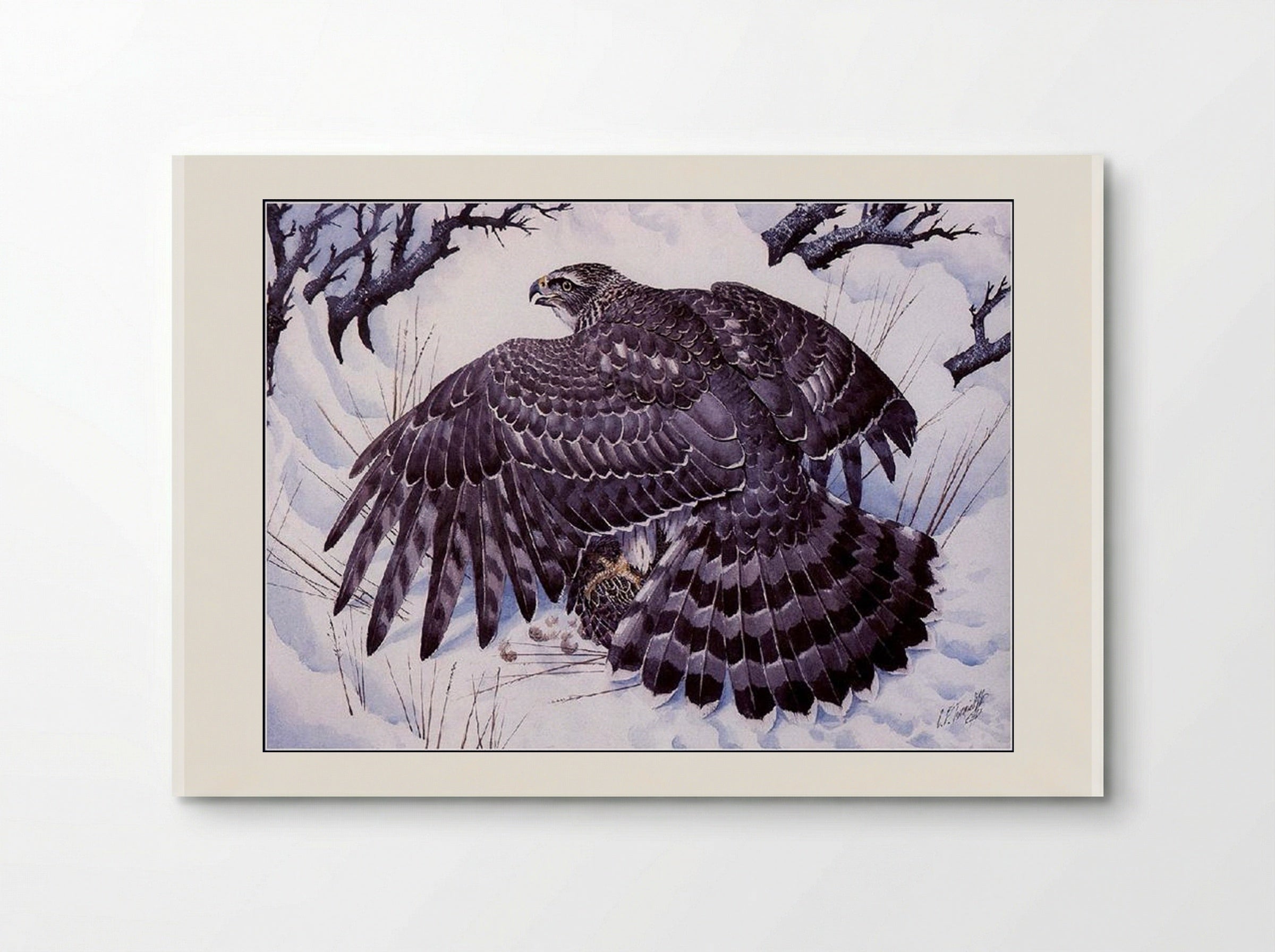 Goshawk - Charles Tunnicliffe - Poster
