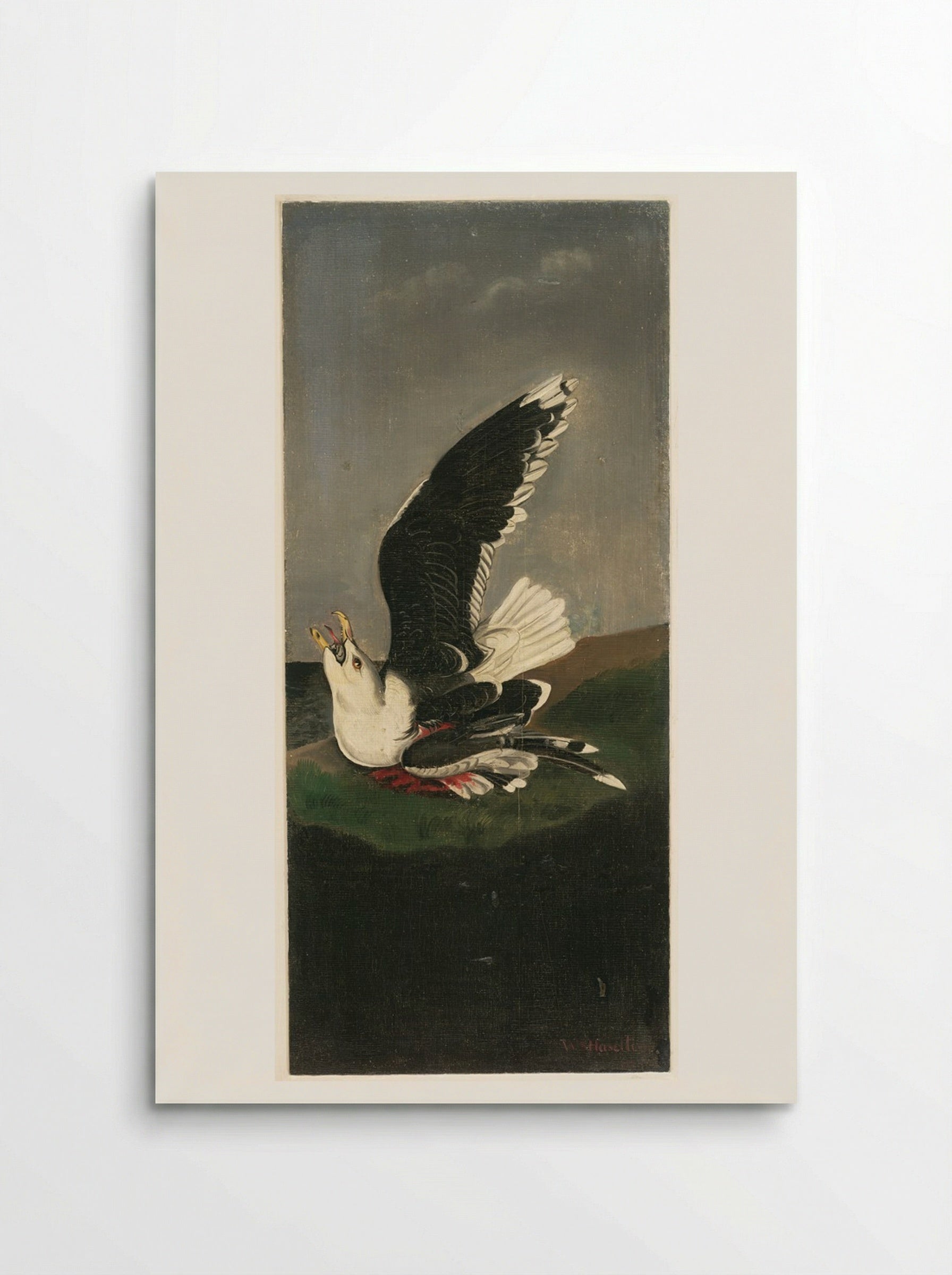 Great Black-backed Gull, after Audubon - William Stanley Haseltine - Poster