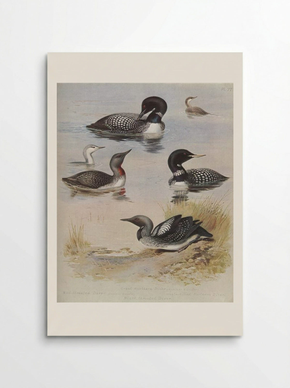 Great Northern Diver - Archibald Thorburn - Poster