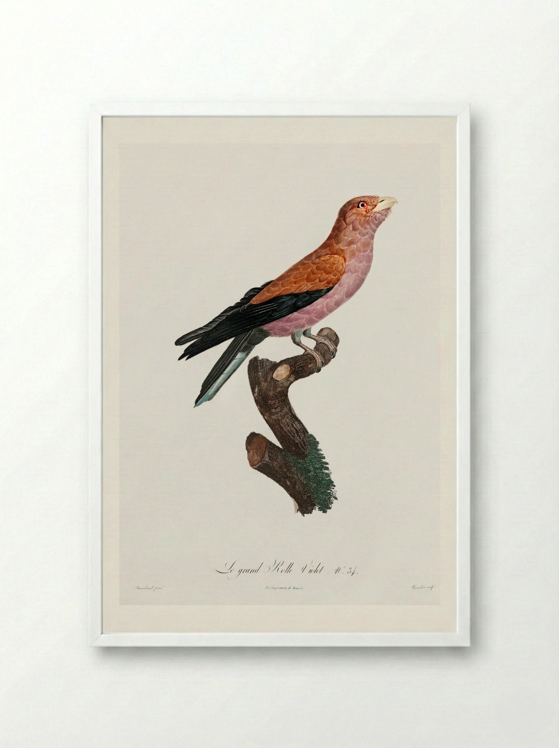 Great Violet Roller - Jacques Barraband - Framed Print White