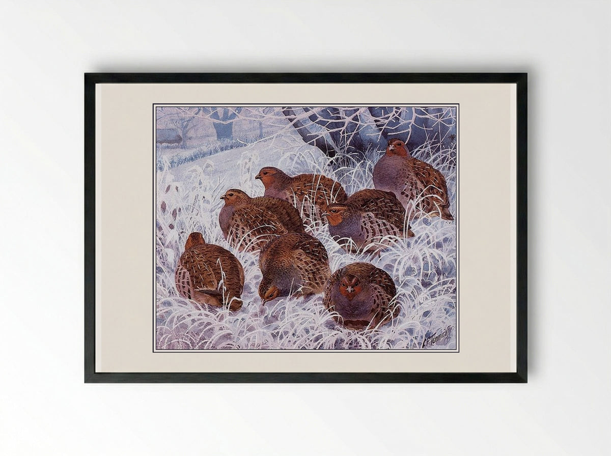 Grey Partridges - Charles Tunnicliffe - Framed Print Black