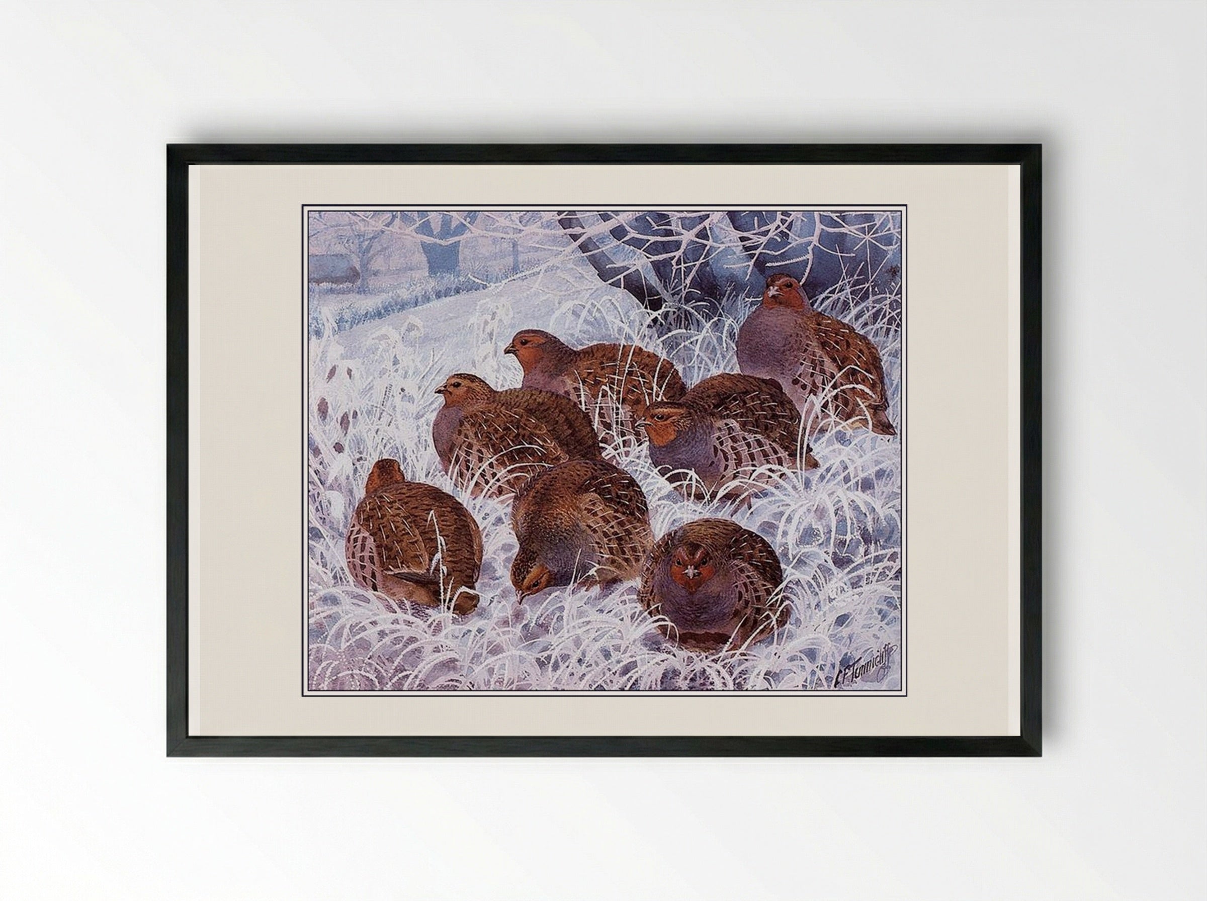 Grey Partridges - Charles Tunnicliffe - Framed Print Black