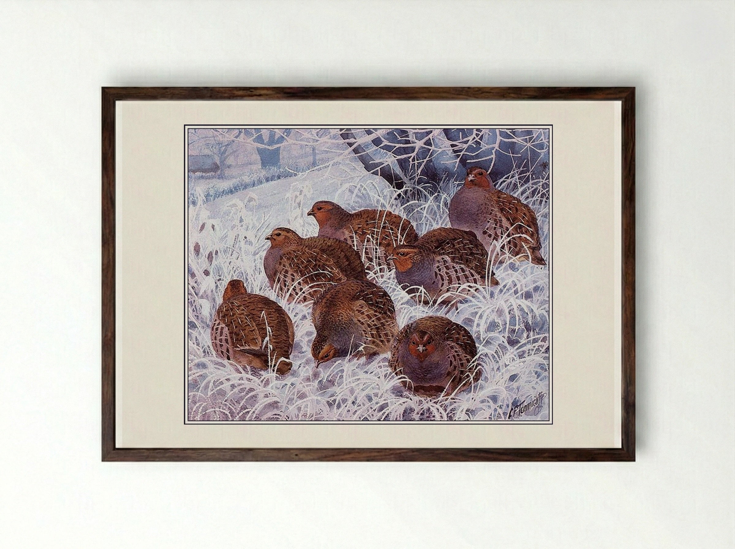 Grey Partridges - Charles Tunnicliffe - Framed Print Dark Wood