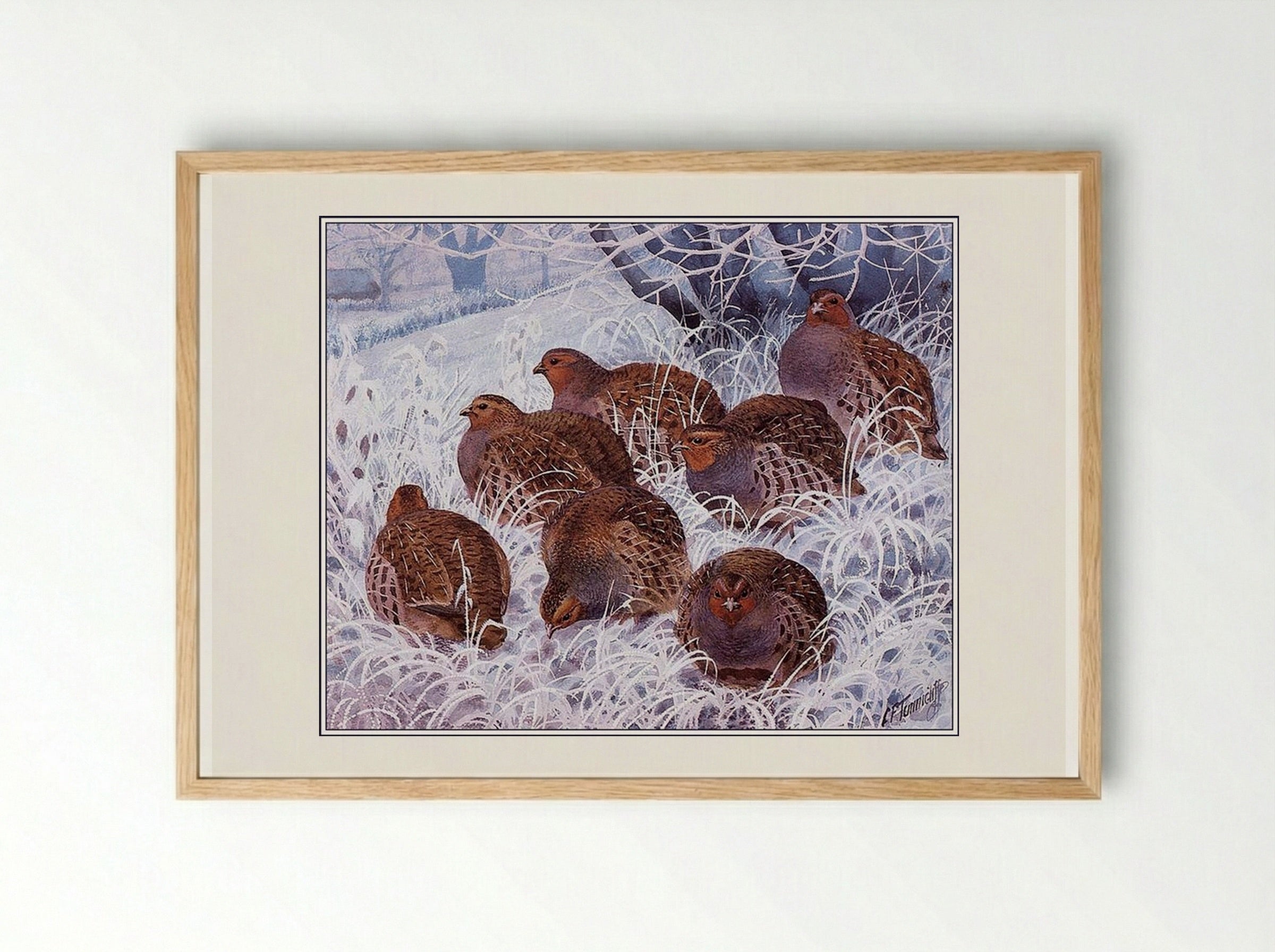 Grey Partridges - Charles Tunnicliffe - Framed Print Wood