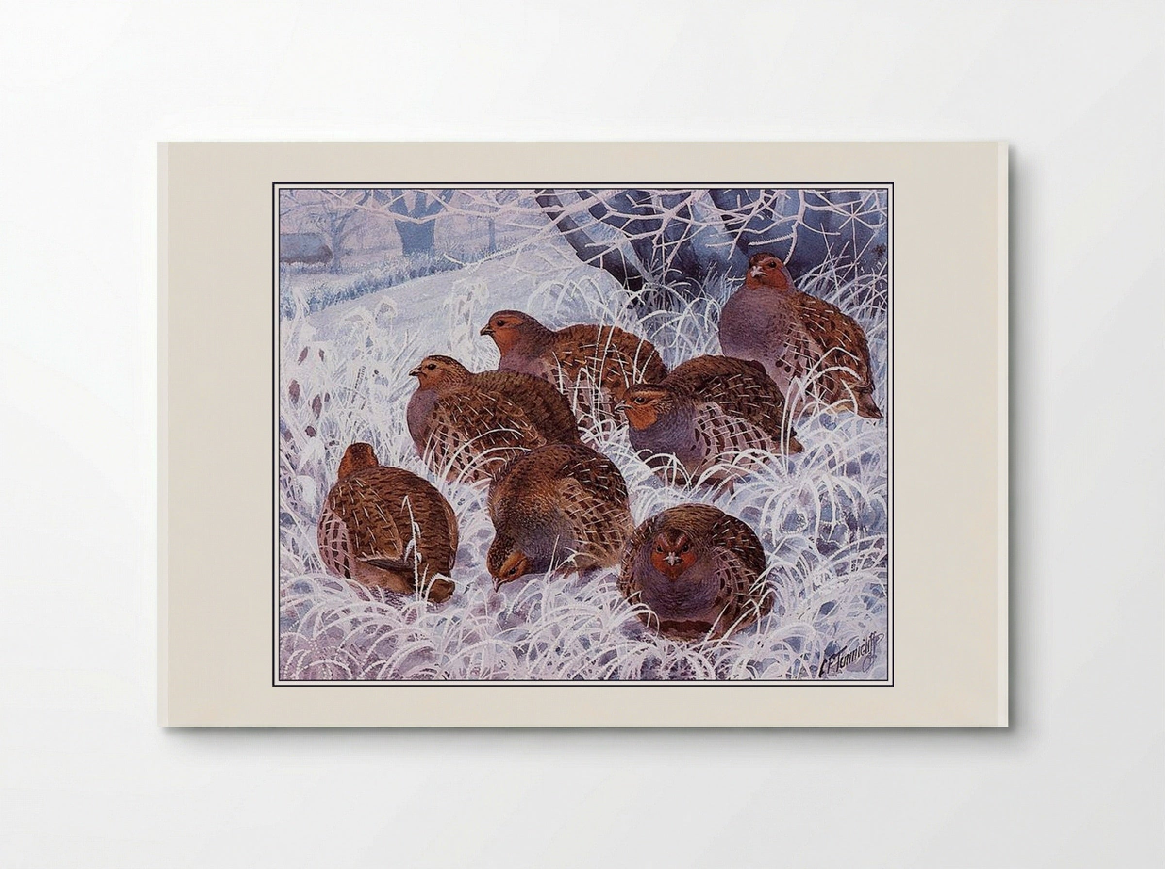 Grey Partridges - Charles Tunnicliffe - Poster