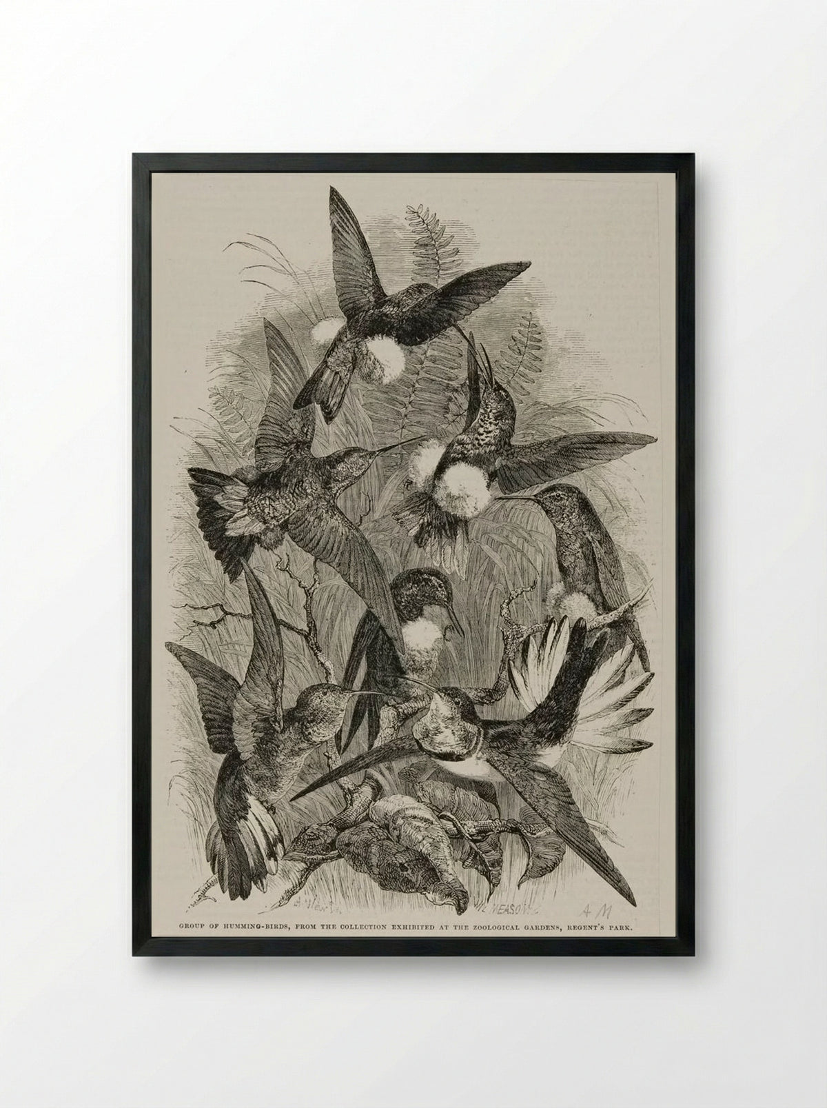 Group of Humming Birds - William Frederick Measom - Framed Print Black