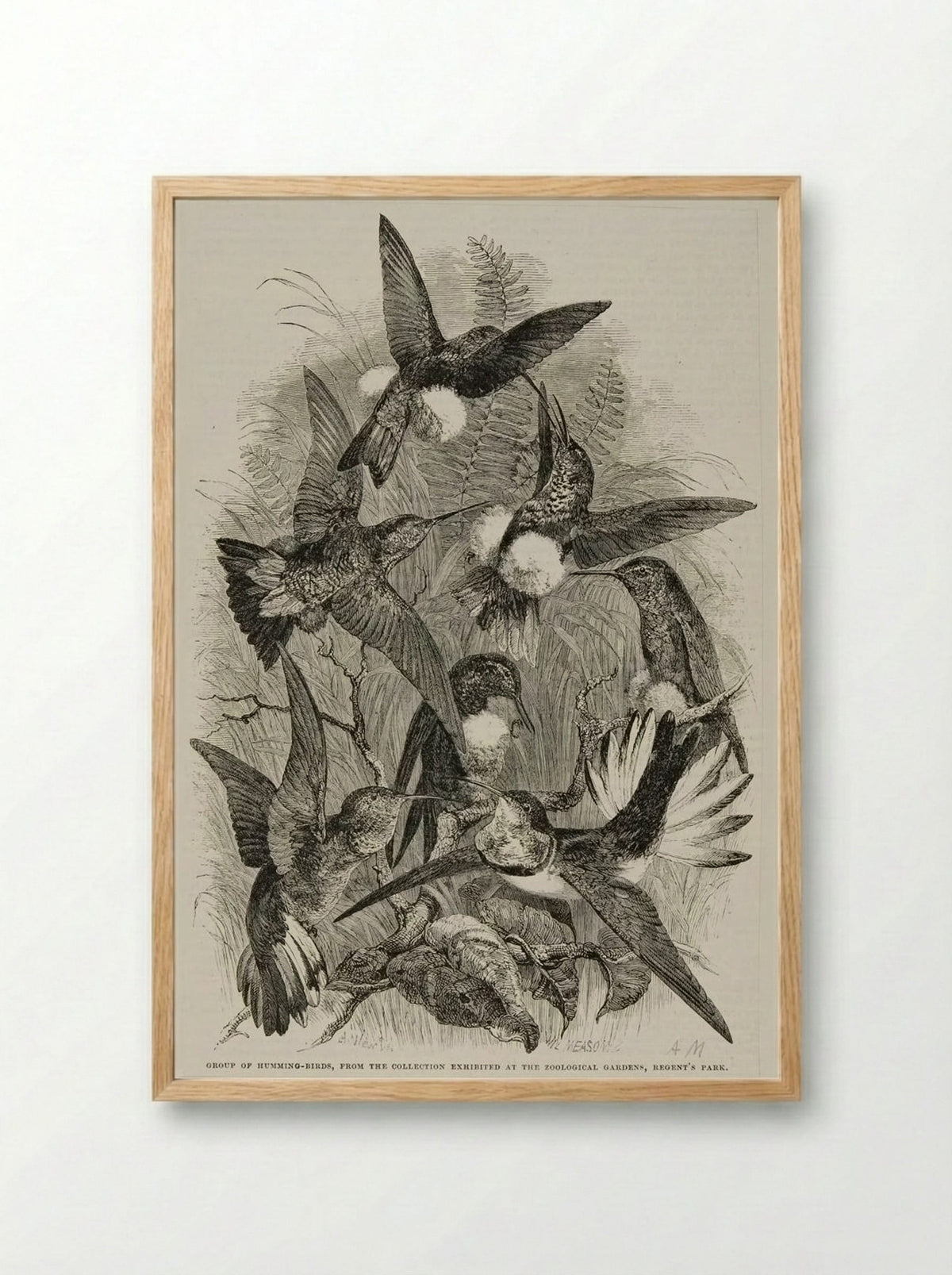 Group of Humming Birds - William Frederick Measom - Framed Print Wood