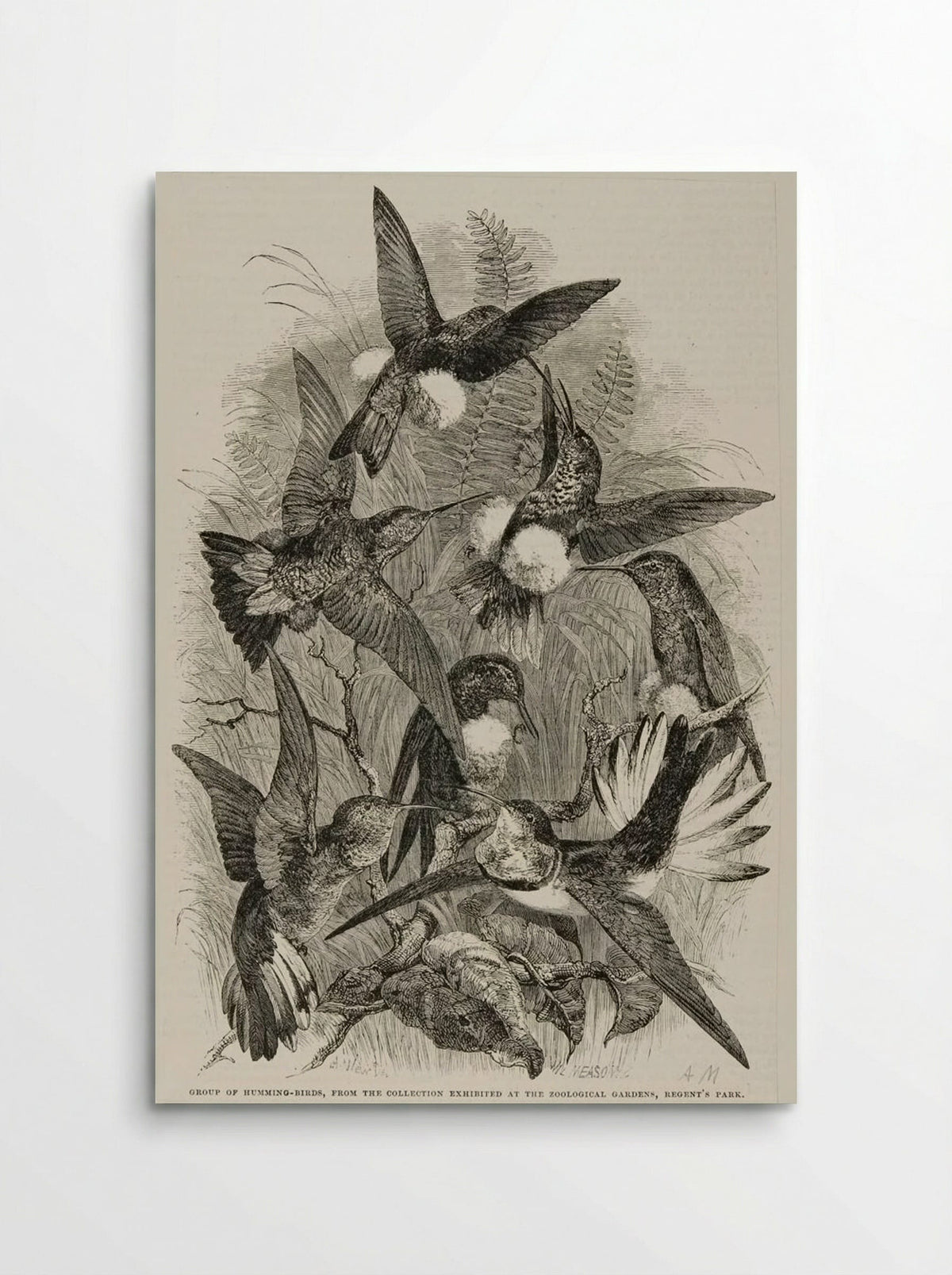 Group of Humming Birds - William Frederick Measom - Poster