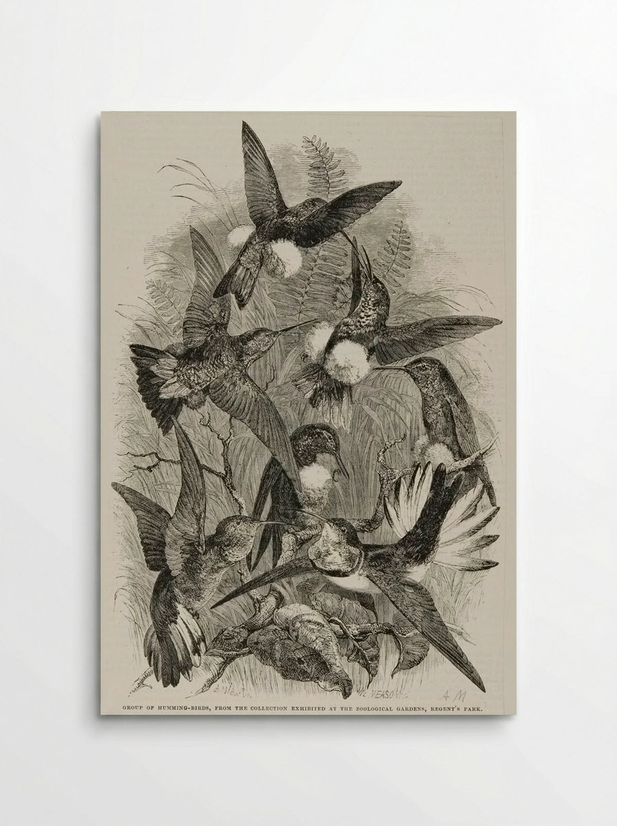 Group of Humming Birds - William Frederick Measom - Poster