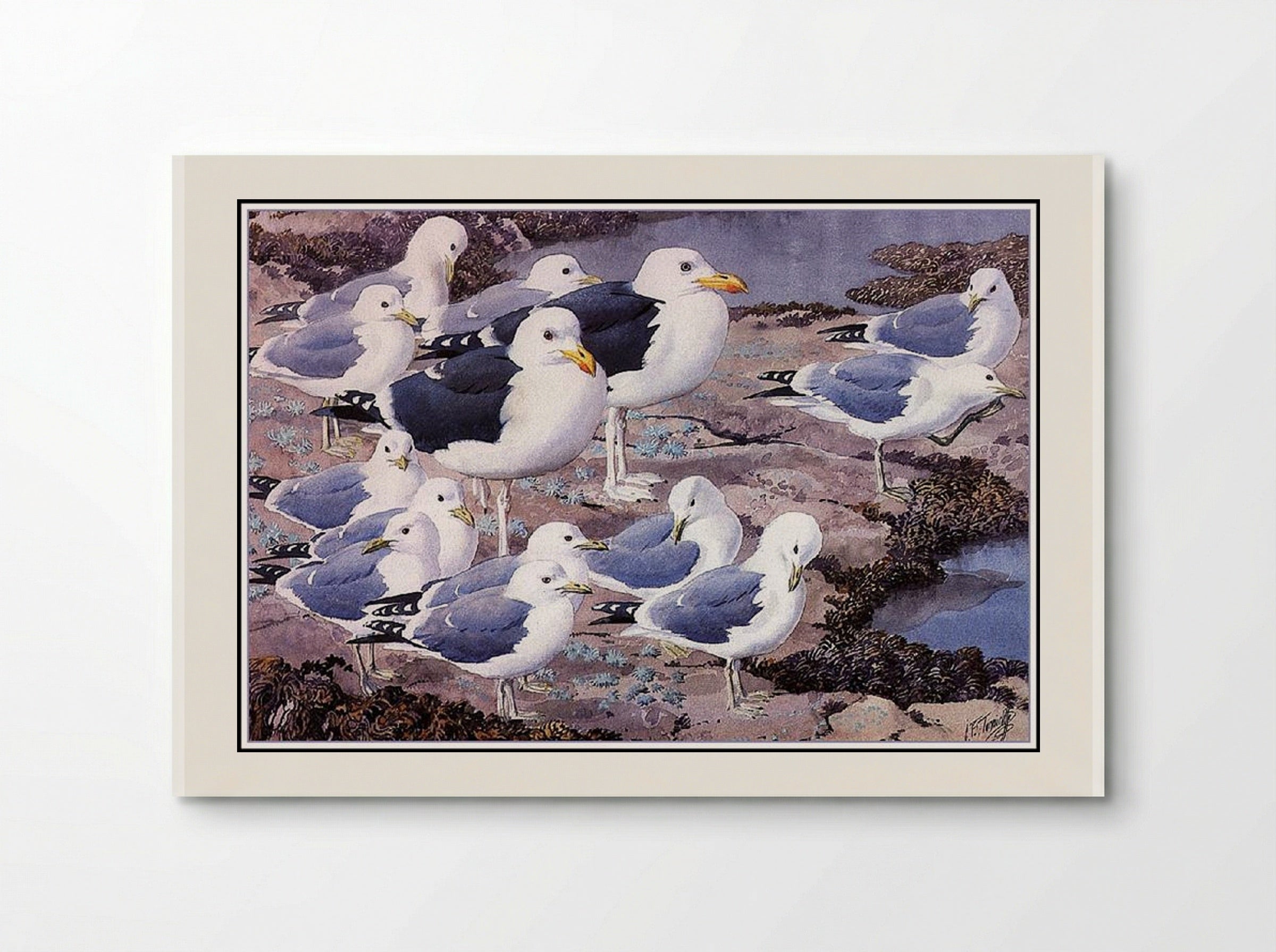 Gull Gallery - Charles Tunnicliffe - Poster