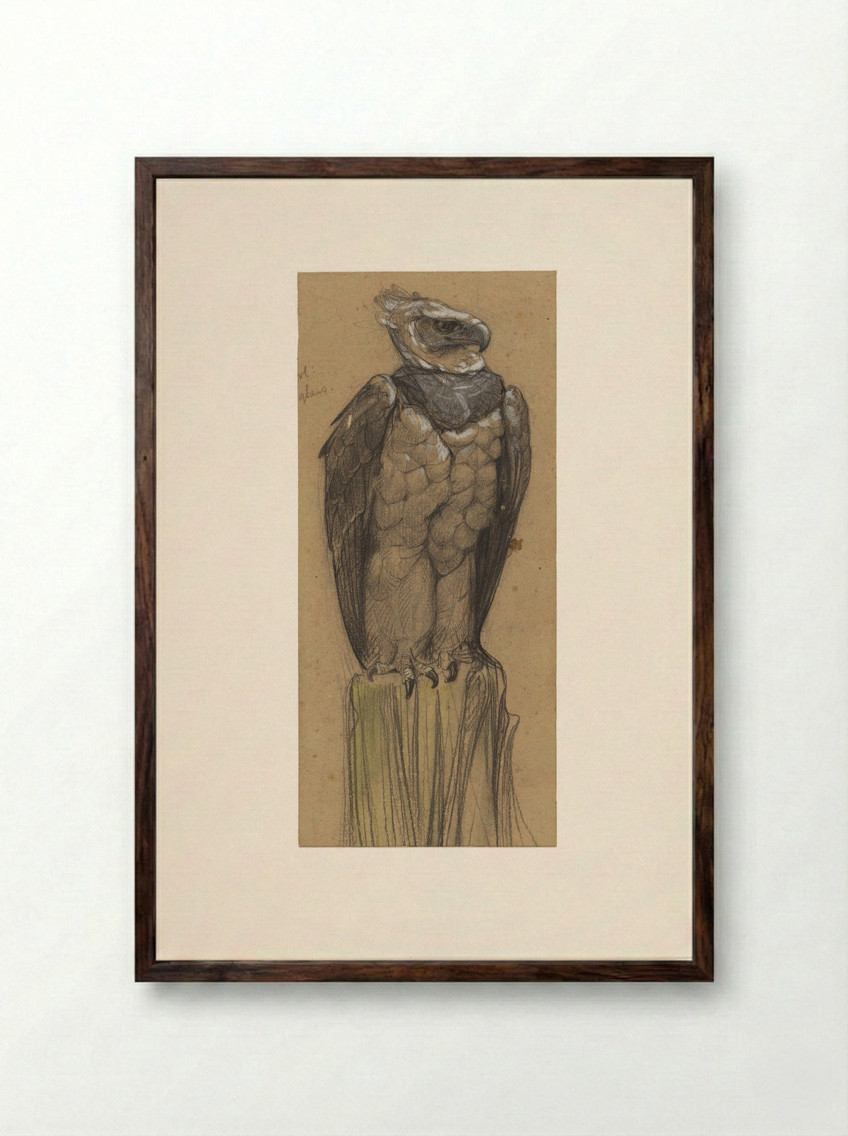 Harpij (Study of a Harpy Eagle) - Bernard Willem Wierink - Framed Print Dark Wood