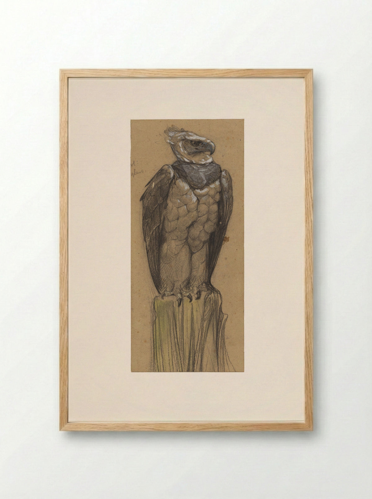Harpij (Study of a Harpy Eagle) - Bernard Willem Wierink - Framed Print Wood
