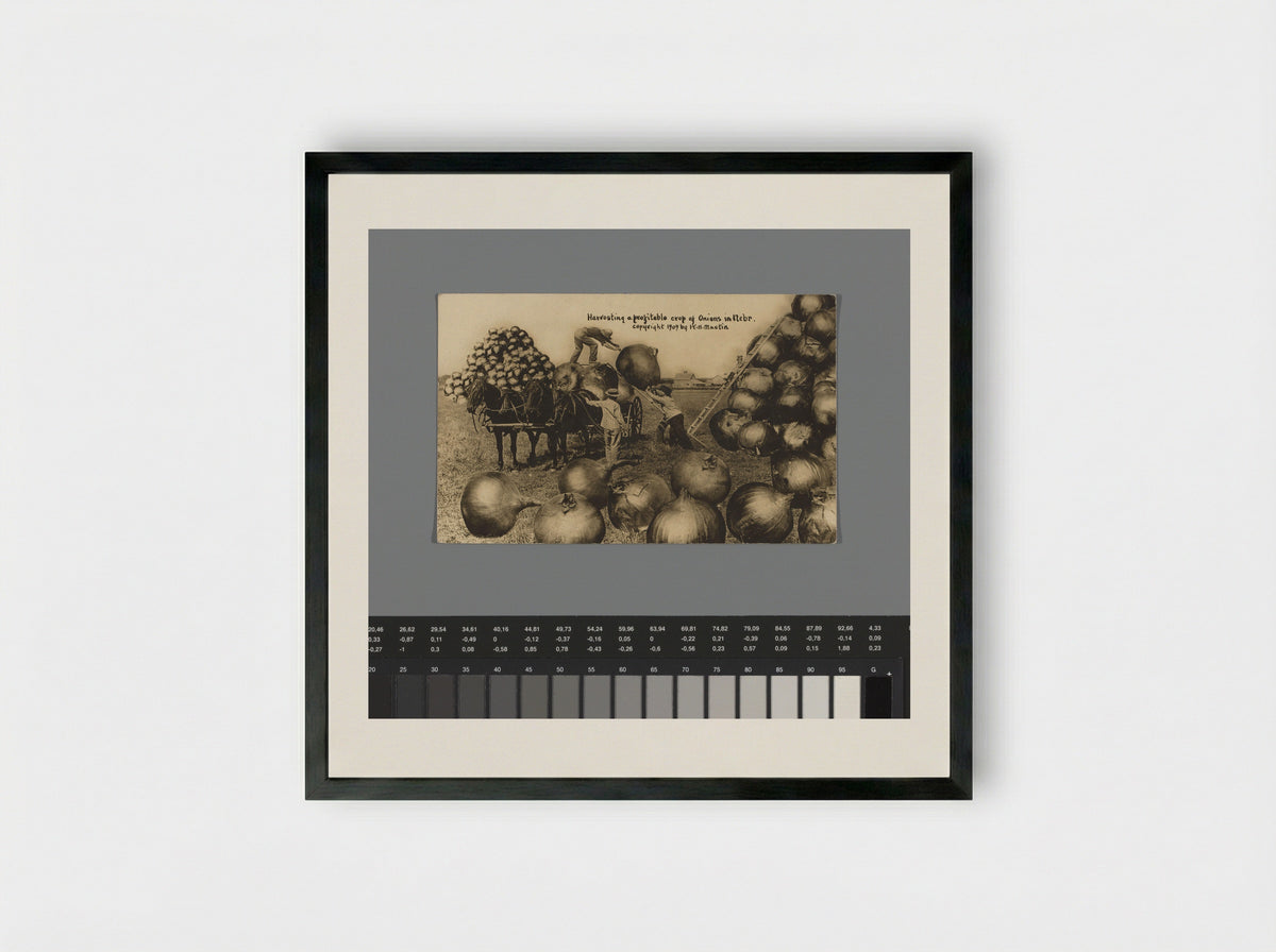 Harvesting a profitable crop of Onions in Nebr. - William H. Martin - Framed Print Black