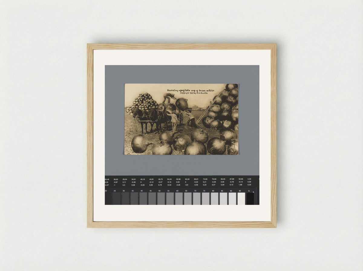 Harvesting a profitable crop of Onions in Nebr. - William H. Martin - Framed Print Wood