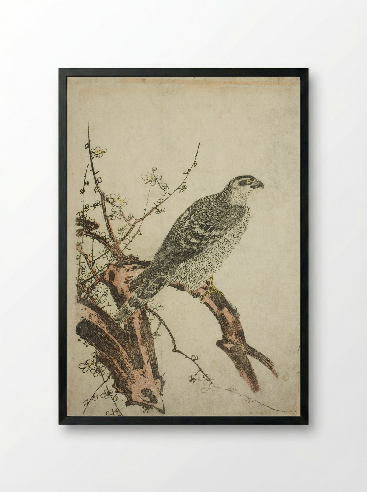 Hawk on a Plum Branch - Kitagawa Utamaro - Framed Print Black