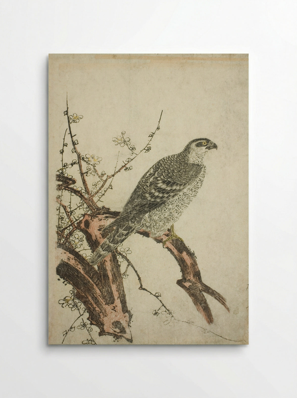Hawk on a Plum Branch - Kitagawa Utamaro - Poster