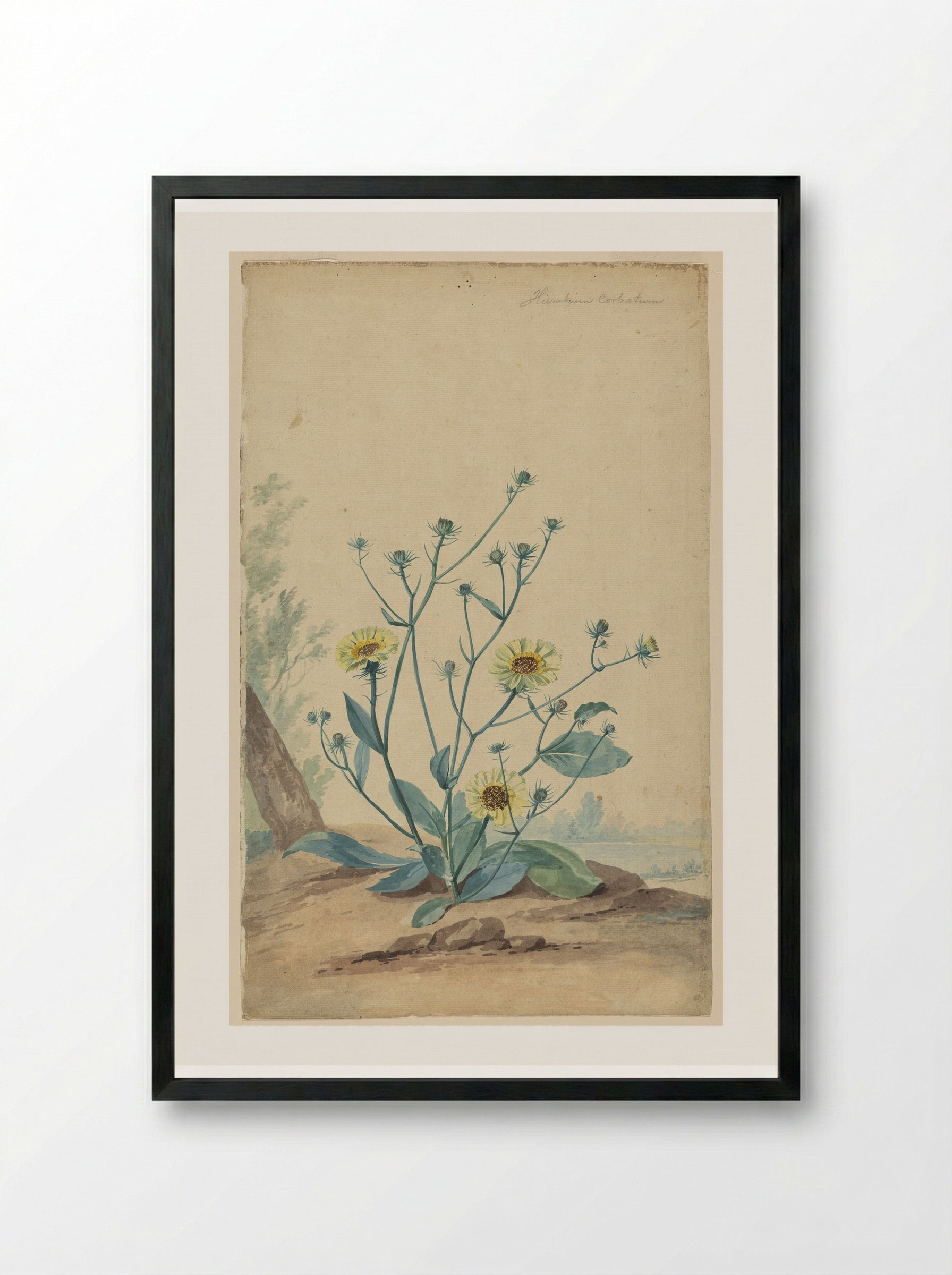 Hawkweed - Aert Schouman - Framed Print Black