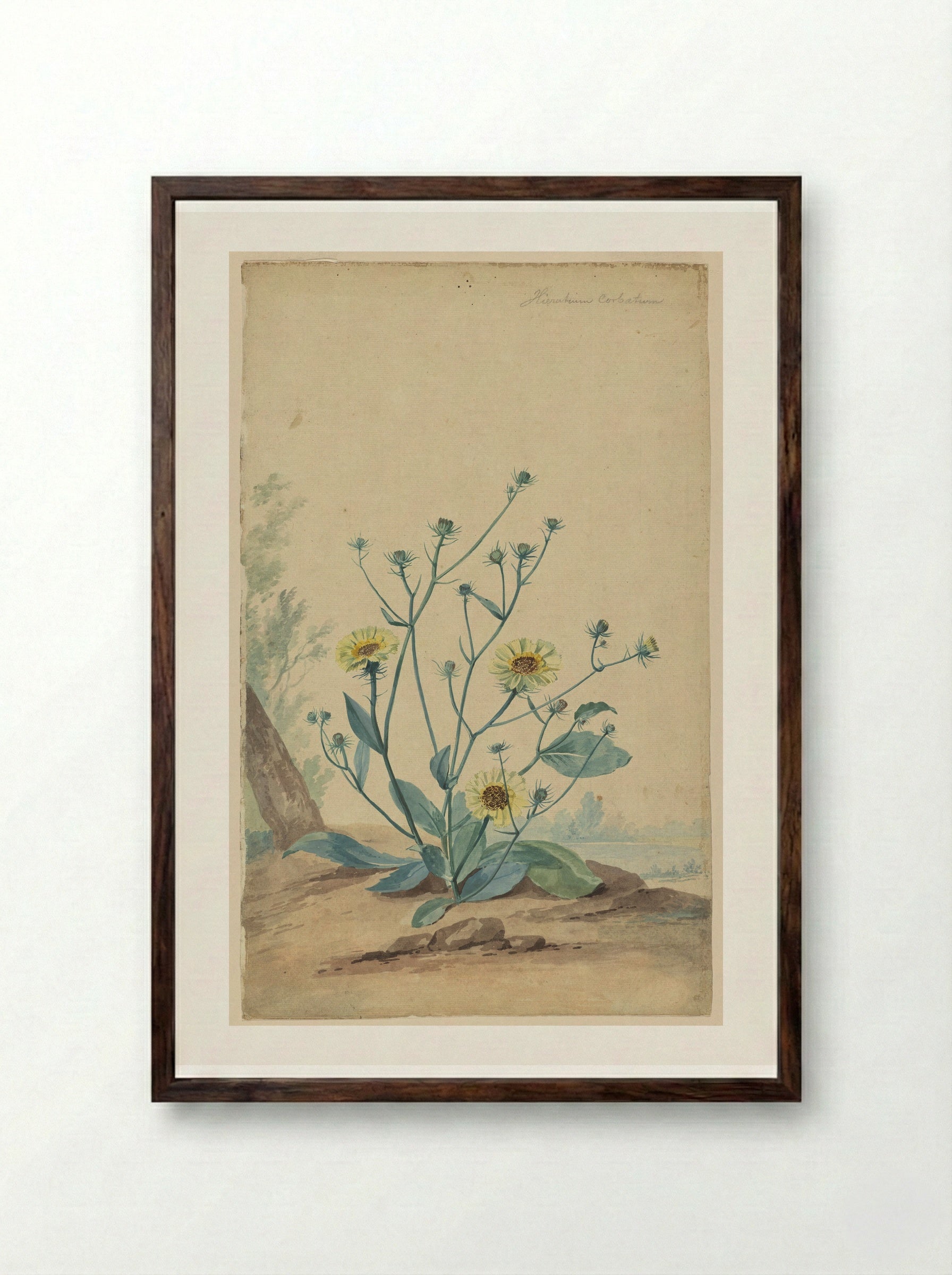 Hawkweed - Aert Schouman - Framed Print Dark Wood