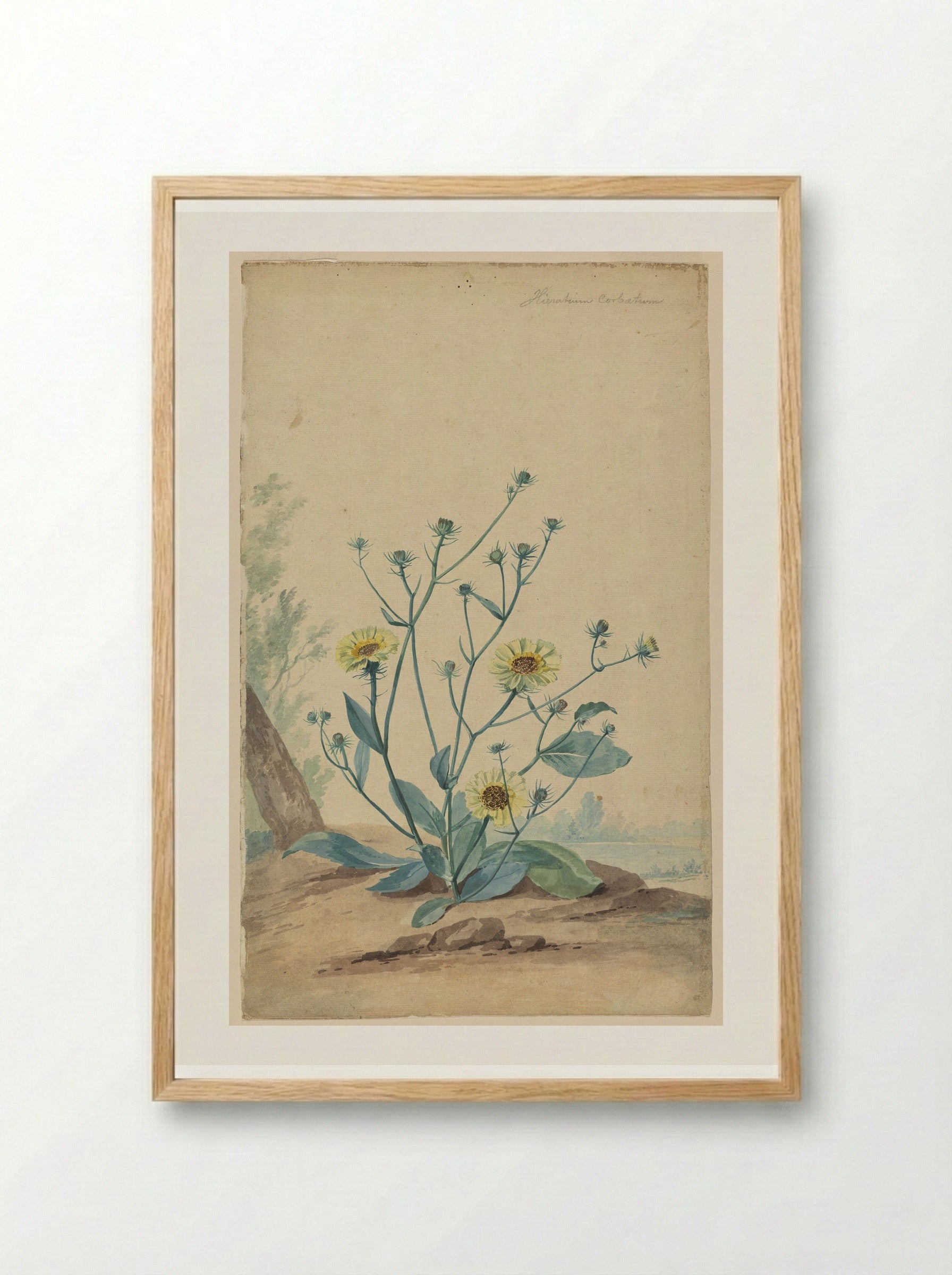 Hawkweed - Aert Schouman - Framed Print Wood