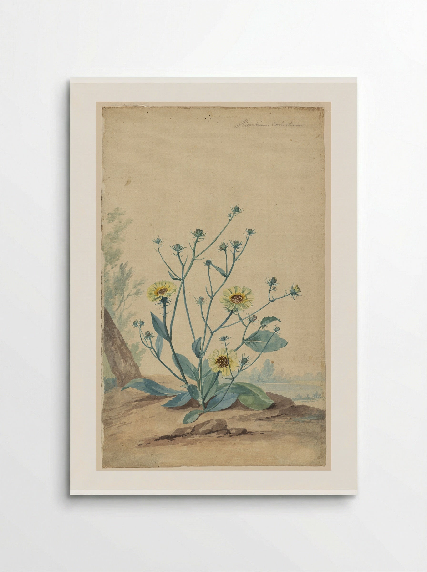 Hawkweed - Aert Schouman - Poster