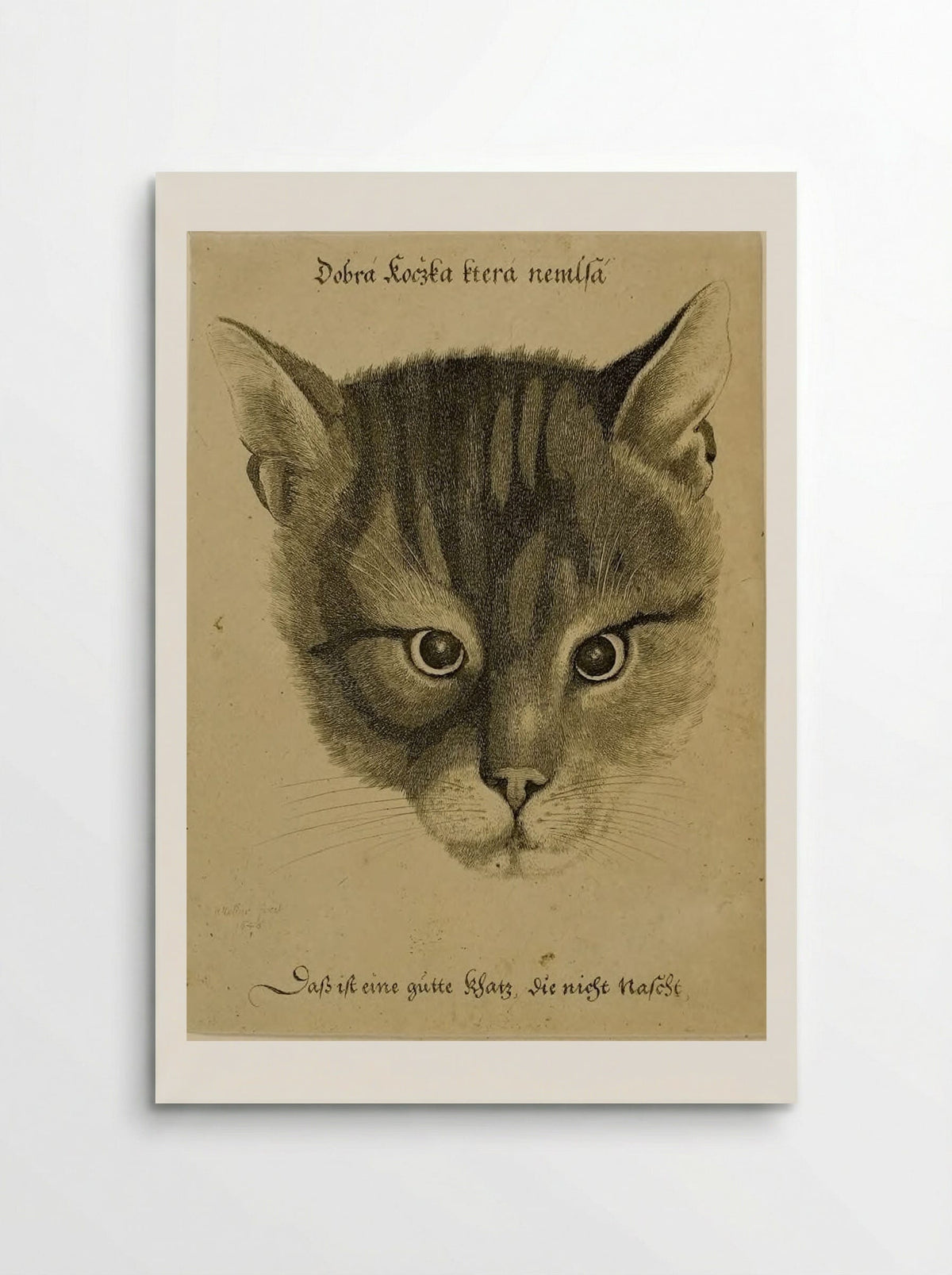 Head of a Cat - Wenceslaus Hollar - Poster
