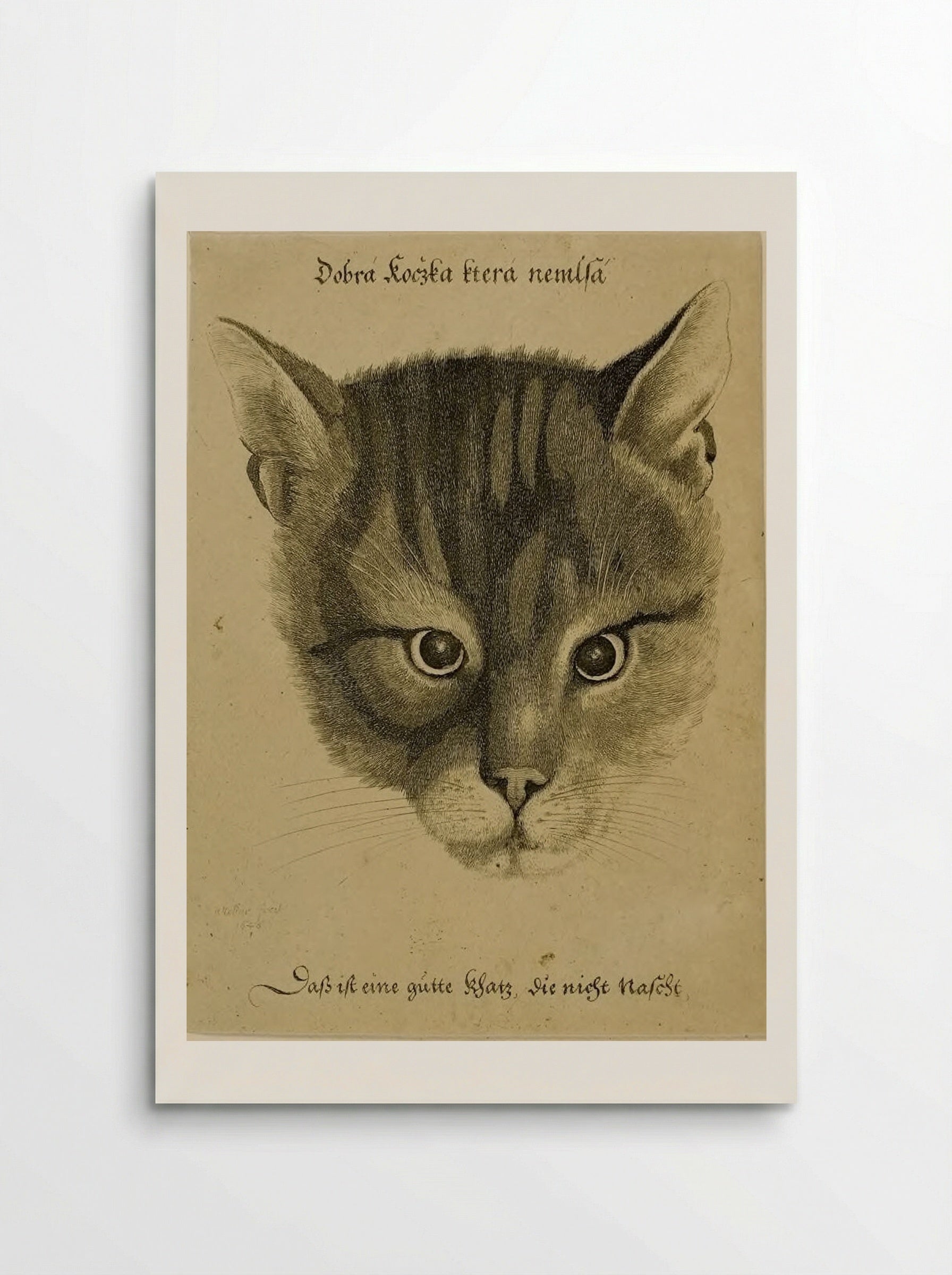 Head of a Cat - Wenceslaus Hollar - Poster