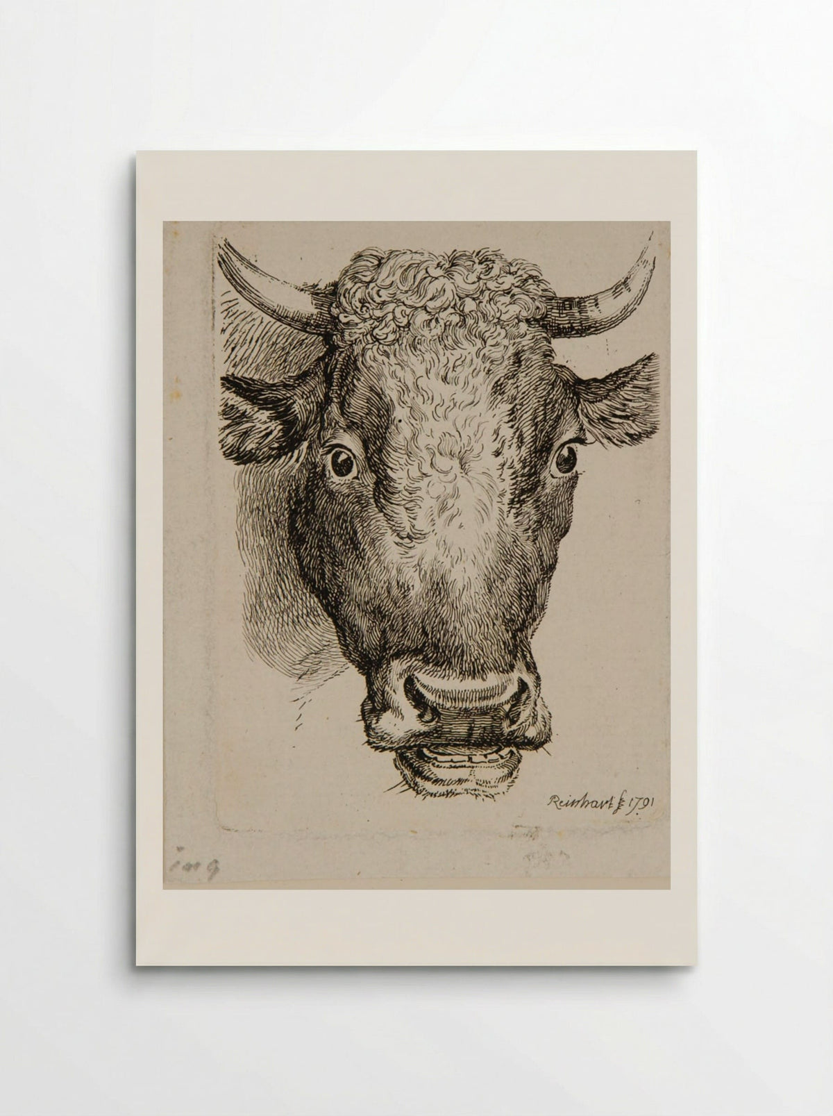 Head of an Ox - Johann Christian Reinhart - Poster