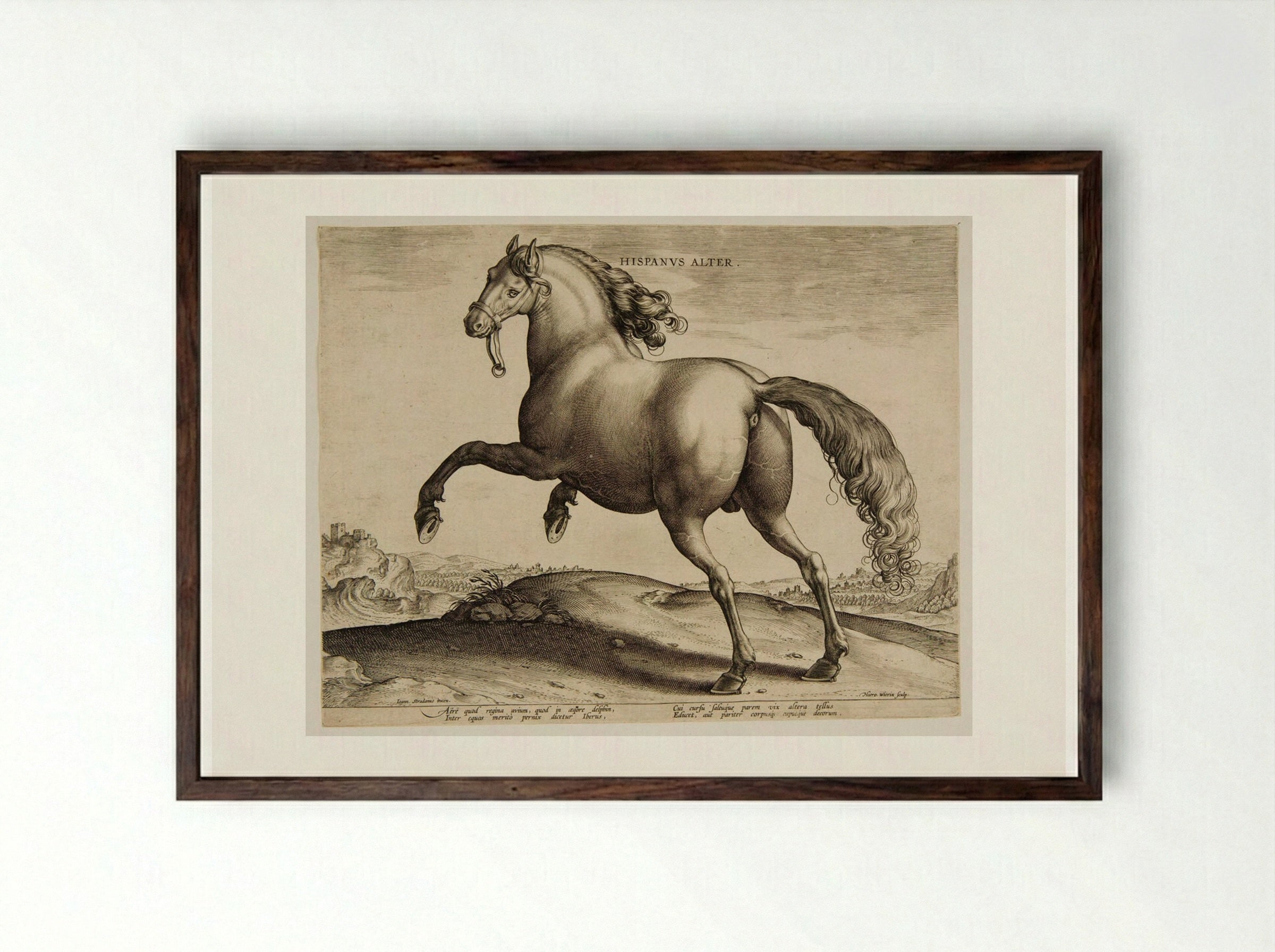 Hispanus Alter - Hieronymus Wierix - Framed Print Dark Wood
