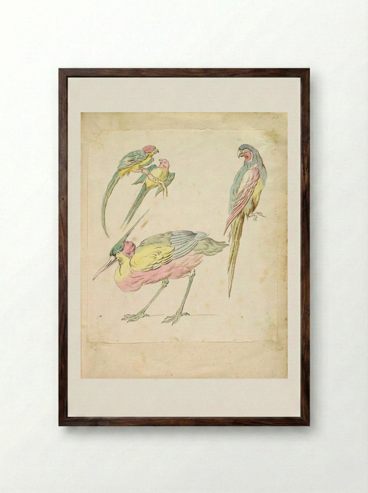 Hunched Heron and Three Perched Parrots - Jean-Baptiste Oudry - Framed Print Dark Wood