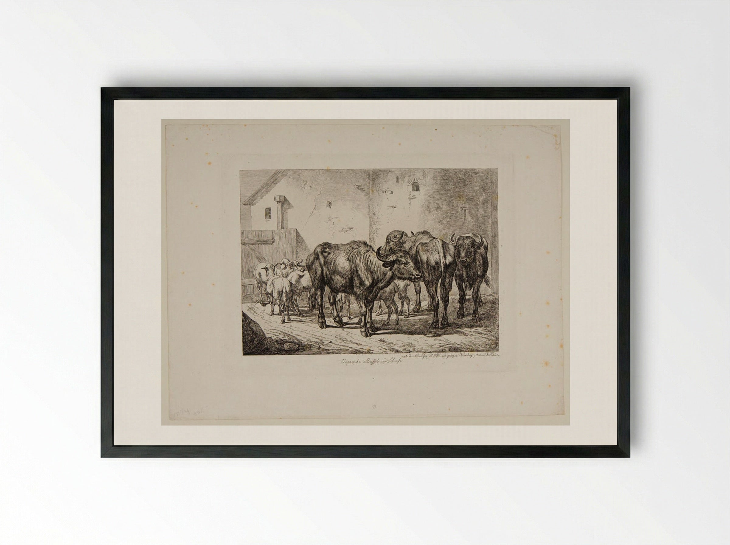 Hungarian Buffaloes and Sheep - Johann Adam Klein - Framed Print Black