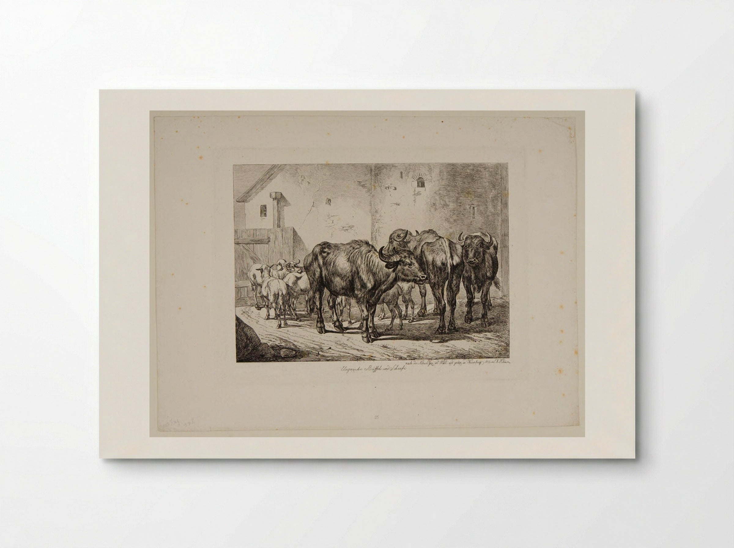 Hungarian Buffaloes and Sheep - Johann Adam Klein - Poster
