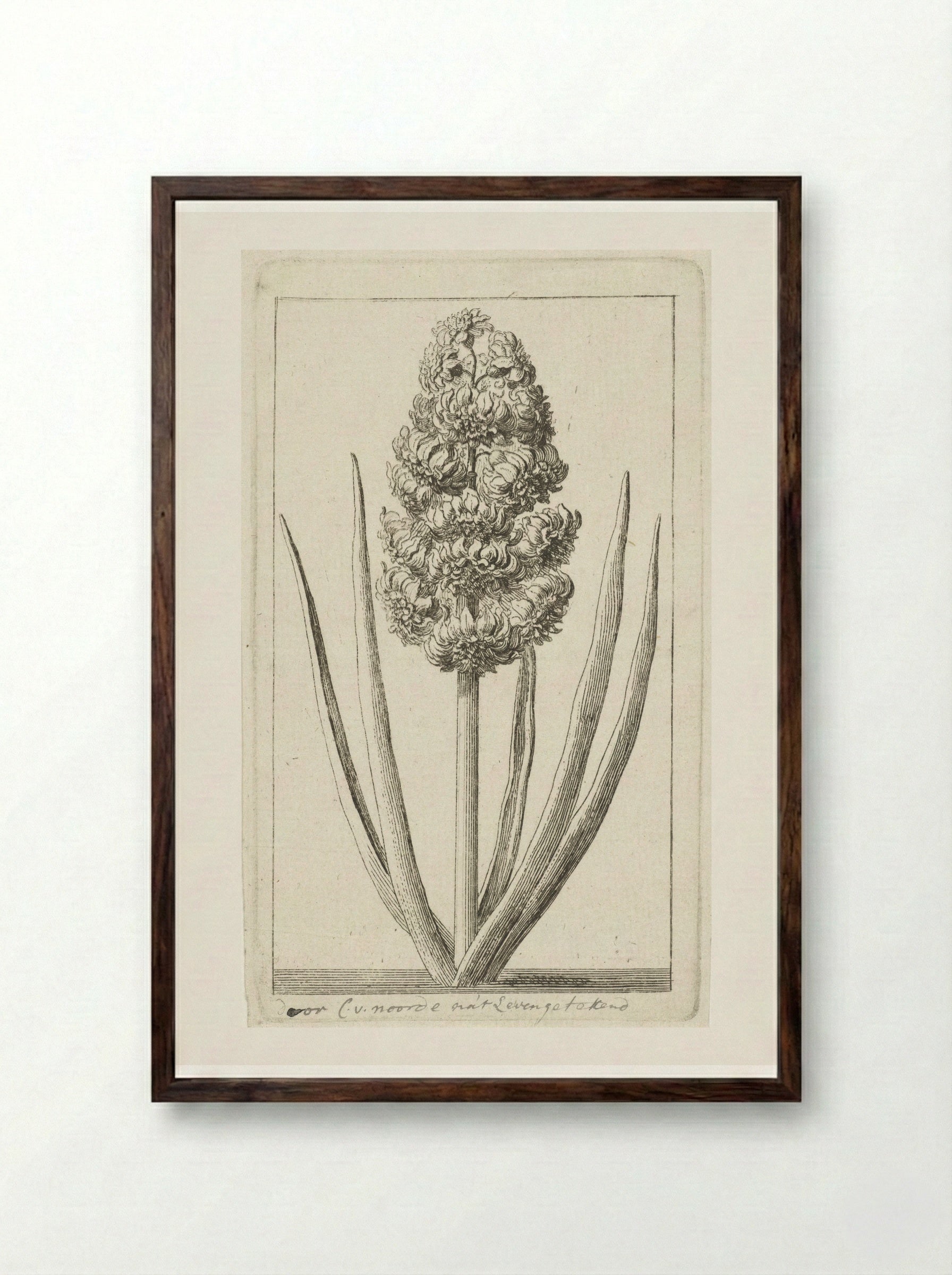 Hyacint - Cornelis van Noorde - Framed Print Dark Wood