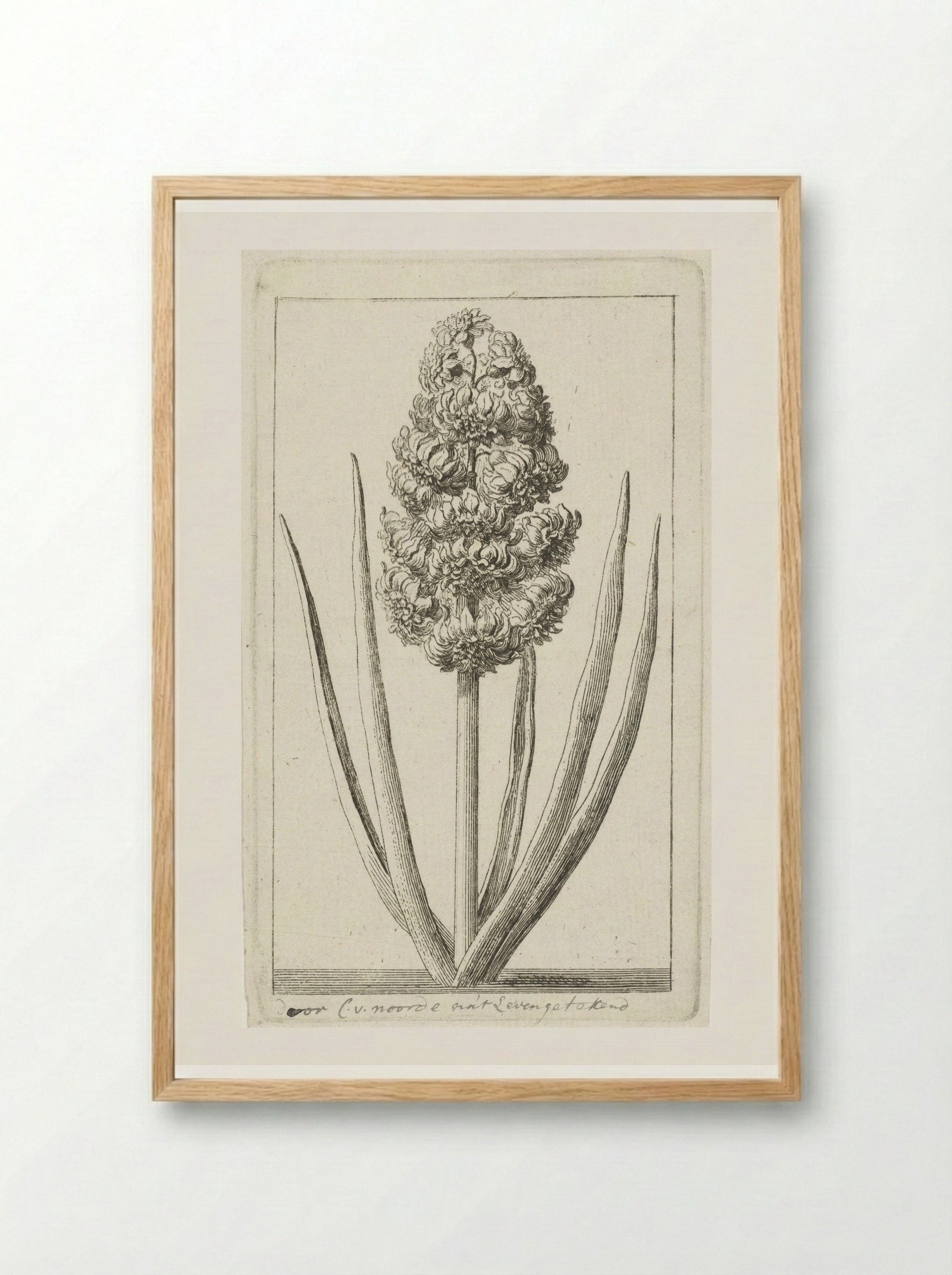Hyacint - Cornelis van Noorde - Framed Print Wood