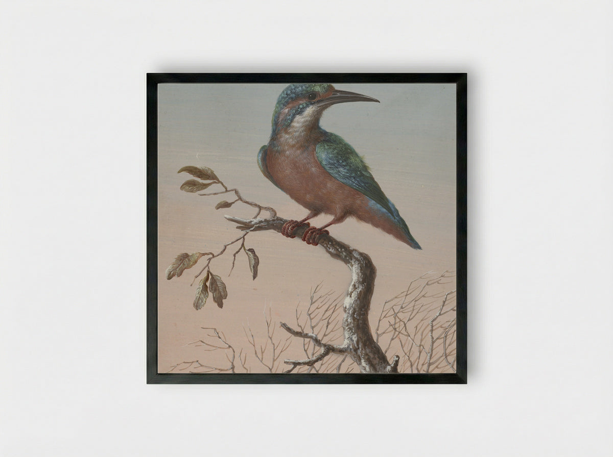 IJsvogel (Kingfisher) - Barbara Regina Dietzsch - Framed Print Black