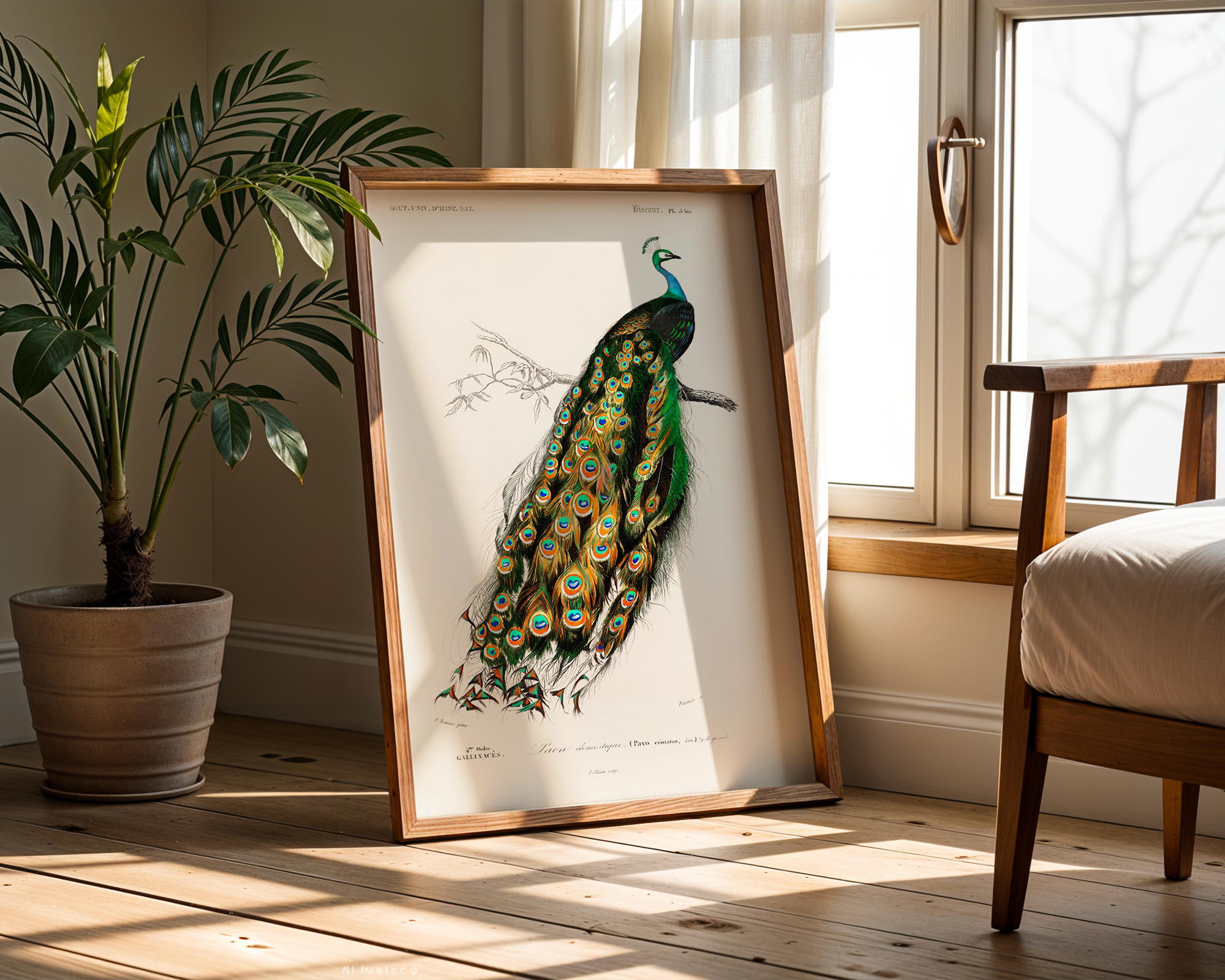 Indian-peafowl-(Pavo-Cristatus)-illustrated-by-Charles-Dessalines-D_-Orbigny_final mockup