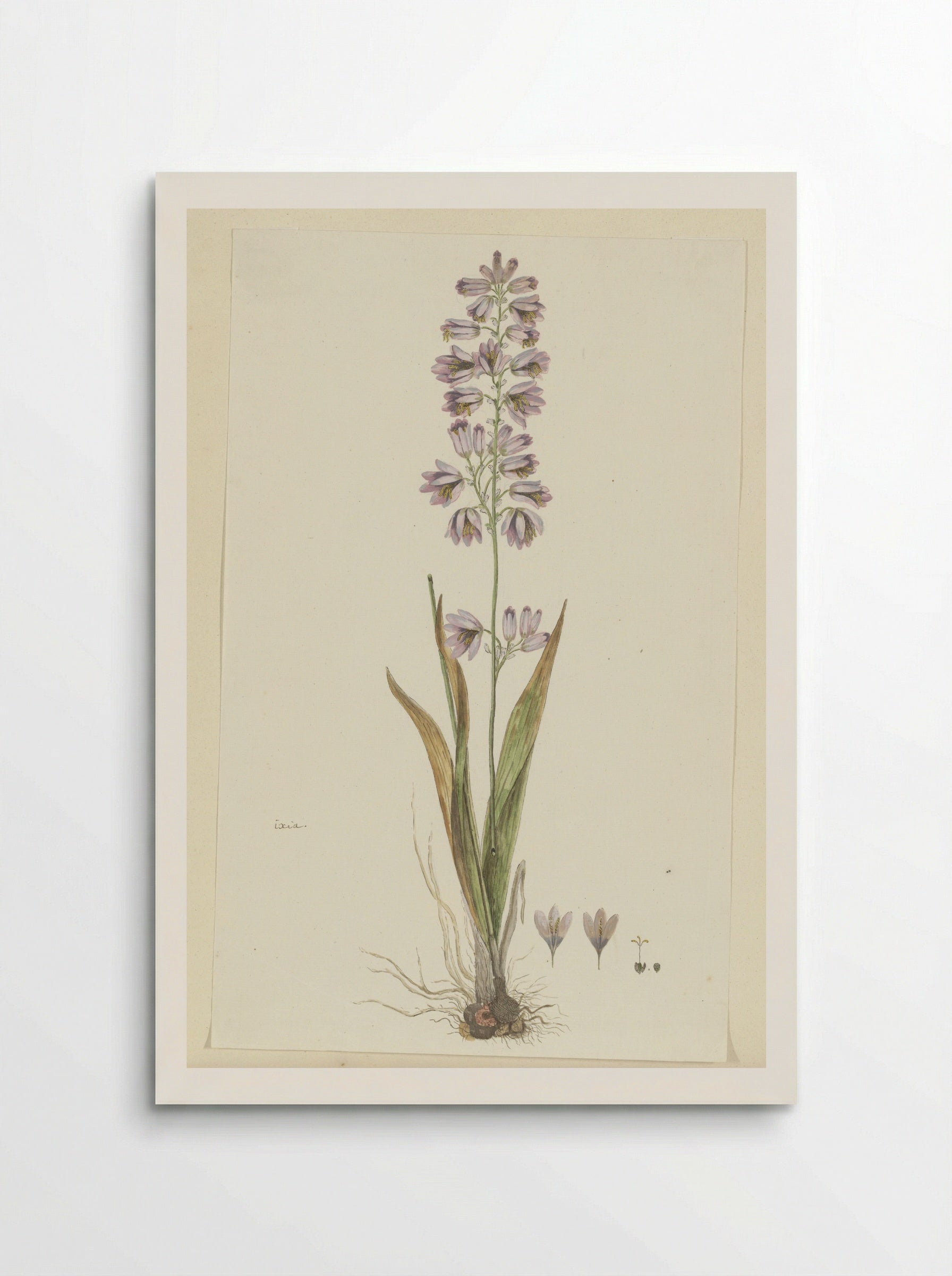 Ixia polystachya L. - Robert Jacob Gordon - Poster