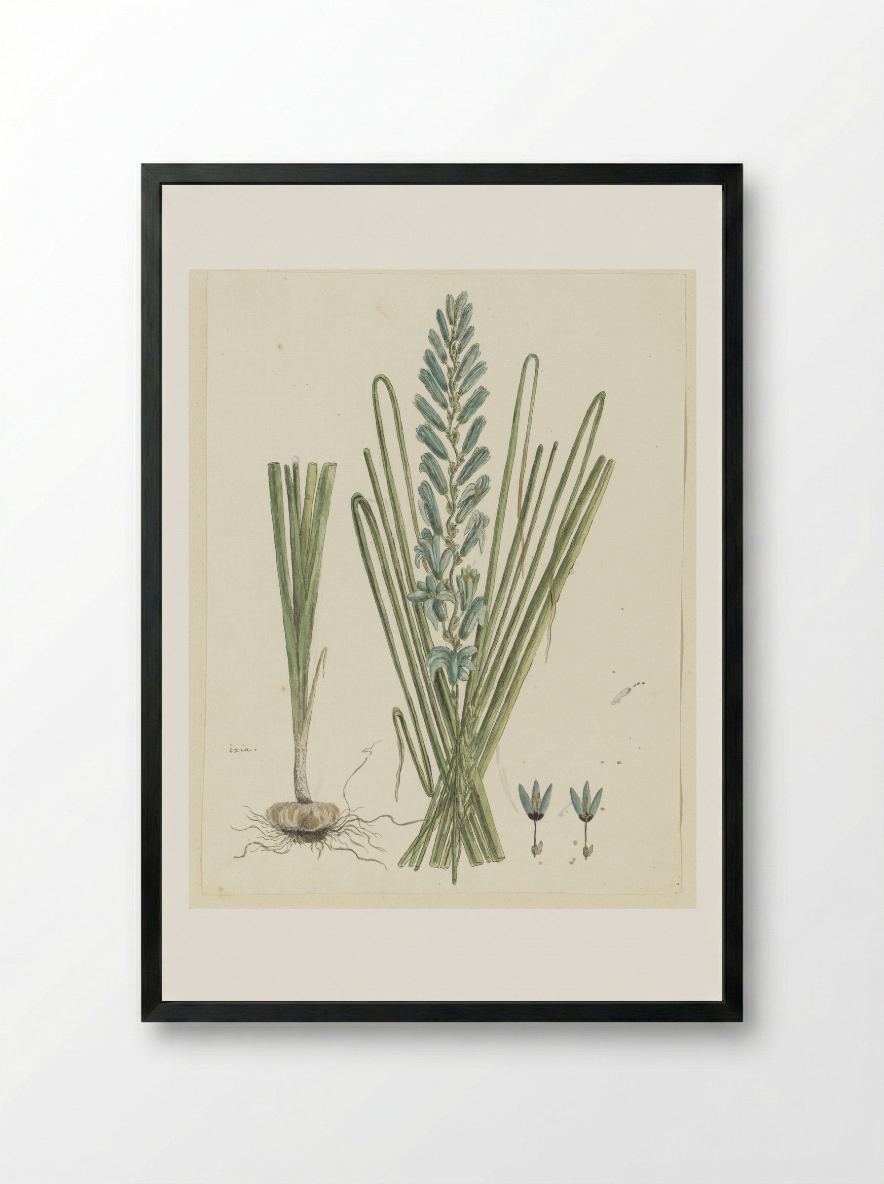 Ixia viridiflora - Robert Jacob Gordon - Framed Print Black