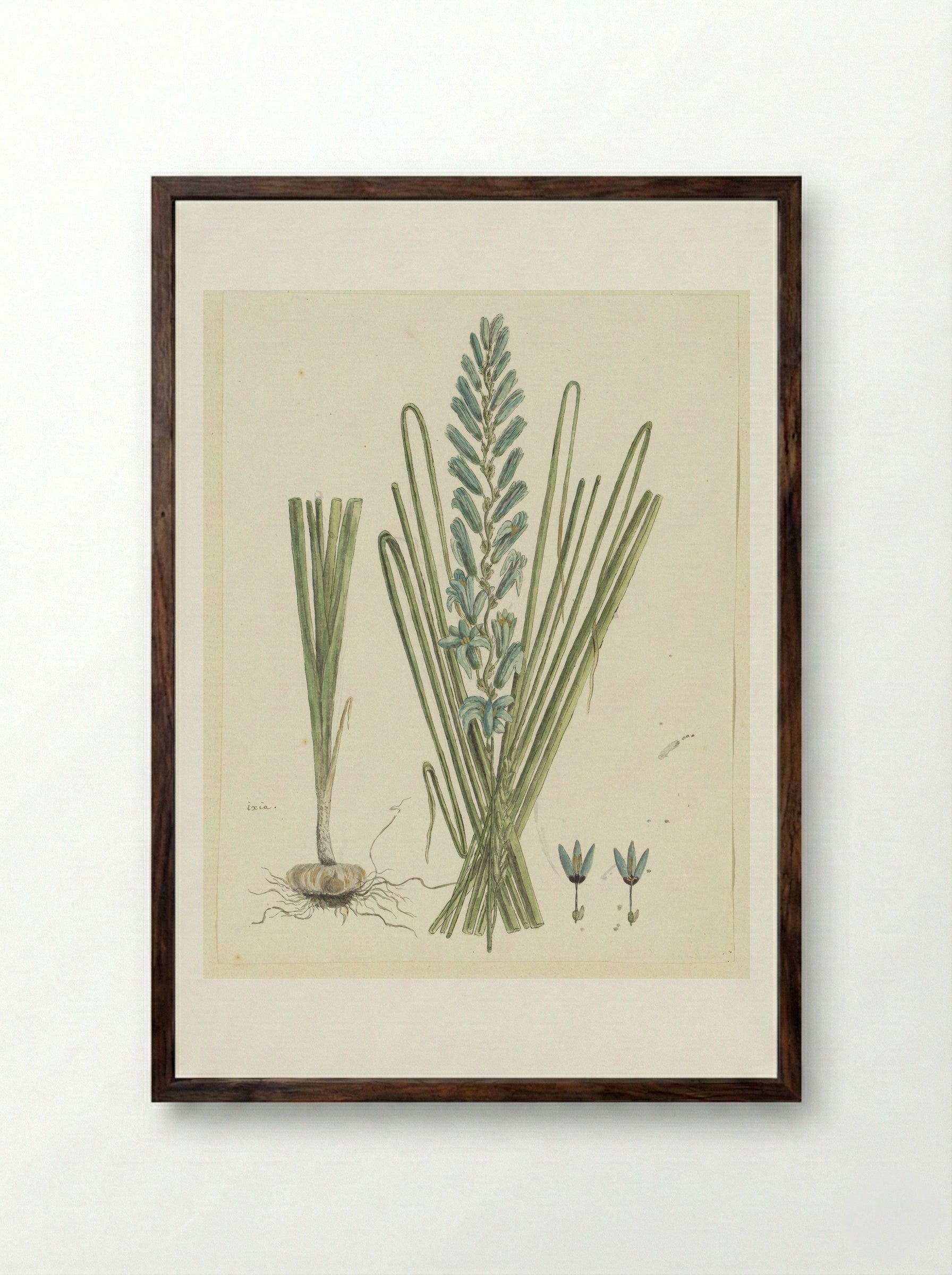 Ixia viridiflora - Robert Jacob Gordon - Framed Print Dark Wood