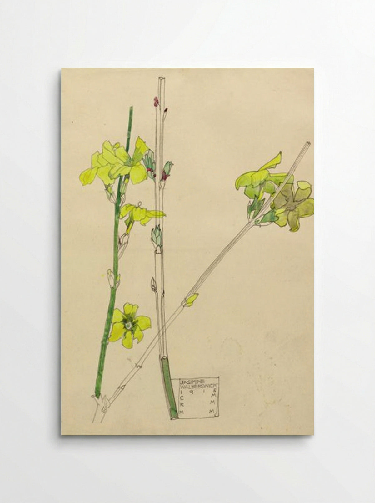 Jasmine, Walberswick - Charles Rennie Mackintosh - Poster