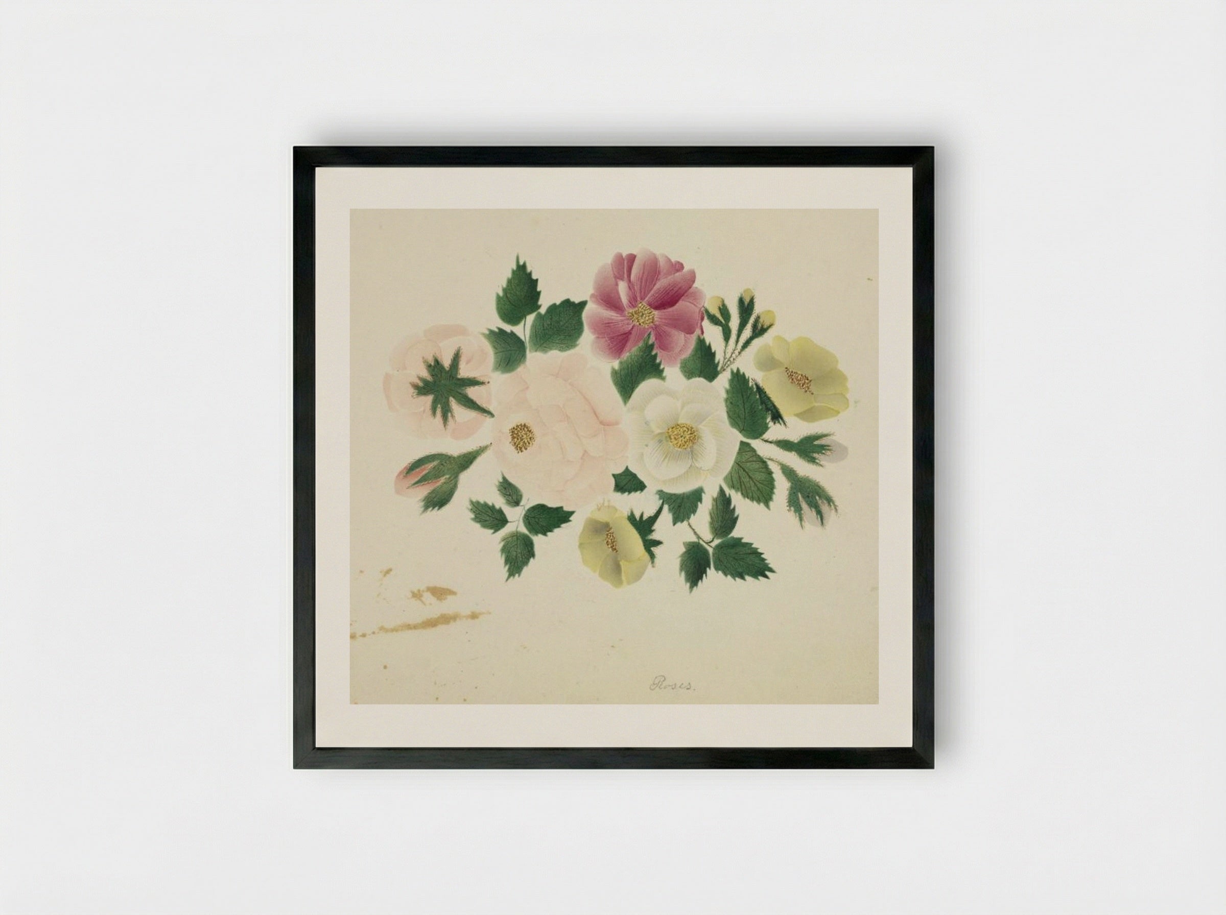 June Roses - Mary Altha Nims - Framed Print Black
