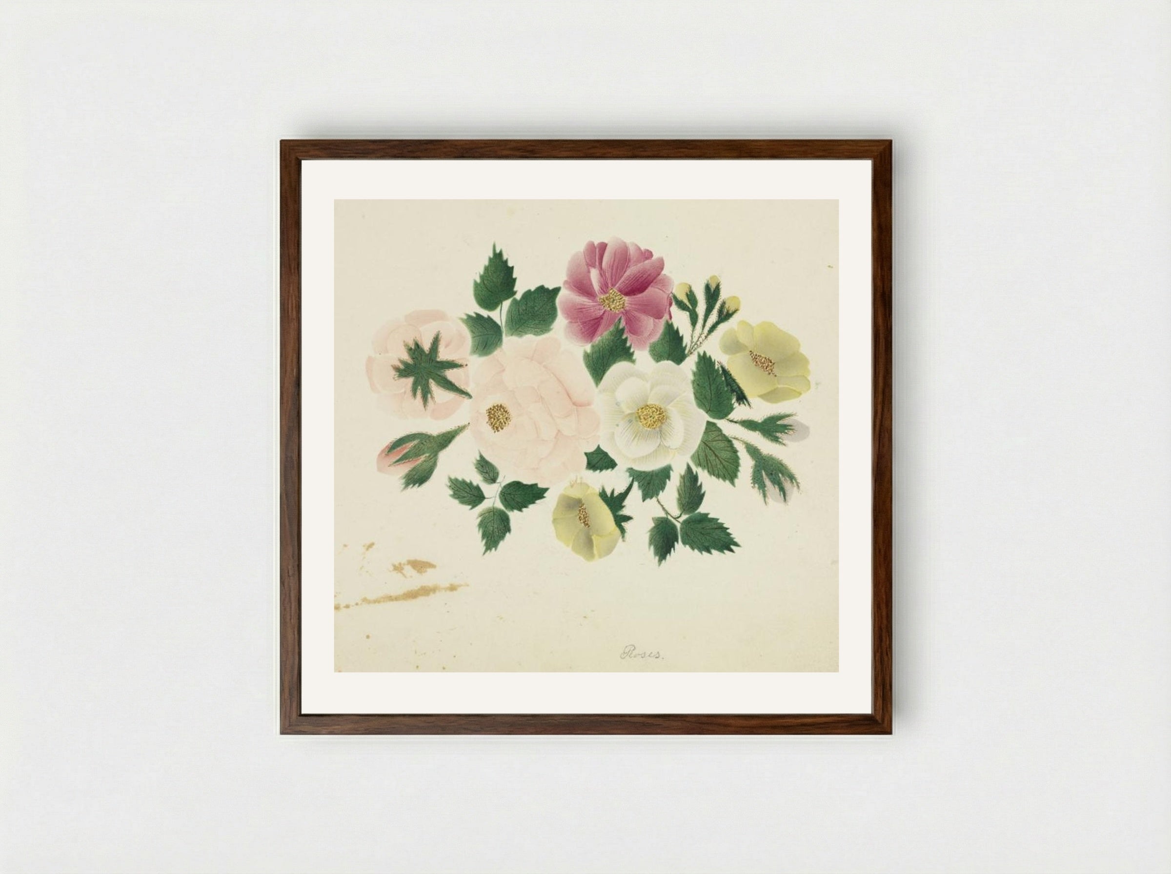 June Roses - Mary Altha Nims - Framed Print Dark Wood