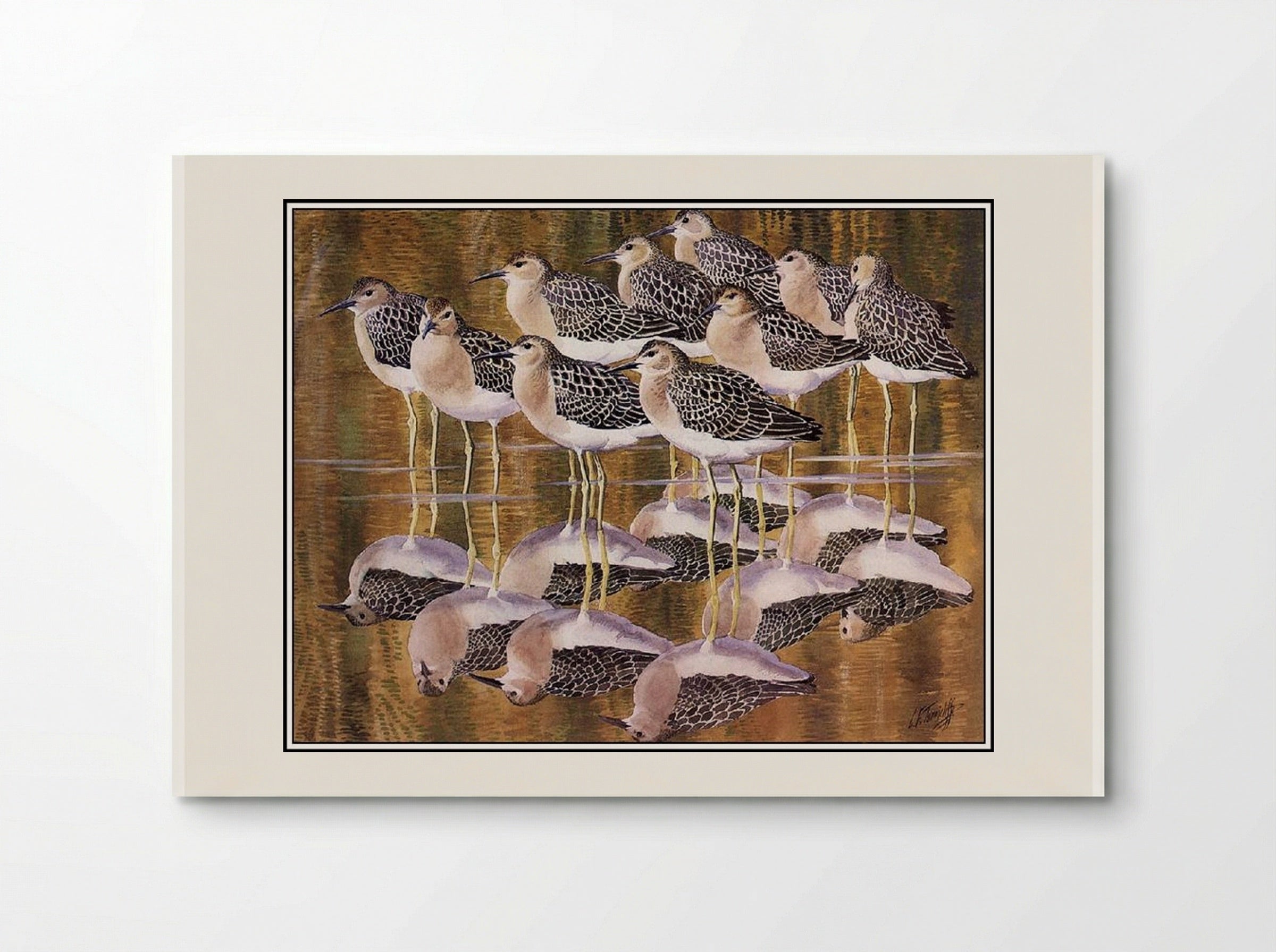 Juvenile Ruffs - Charles Tunnicliffe - Poster