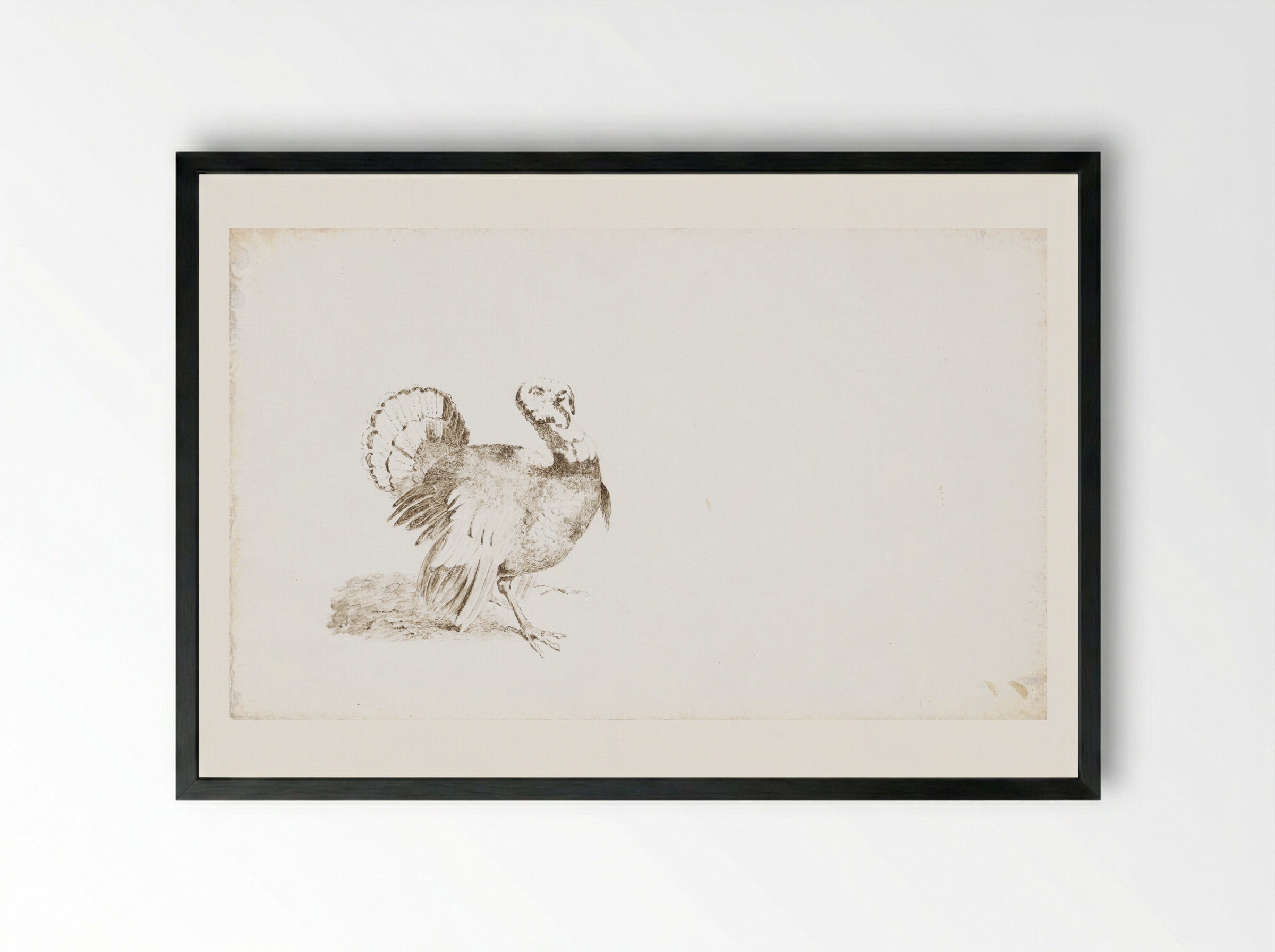 Kalkoen (Turkey) - Pieter van Loon - Framed Print Black