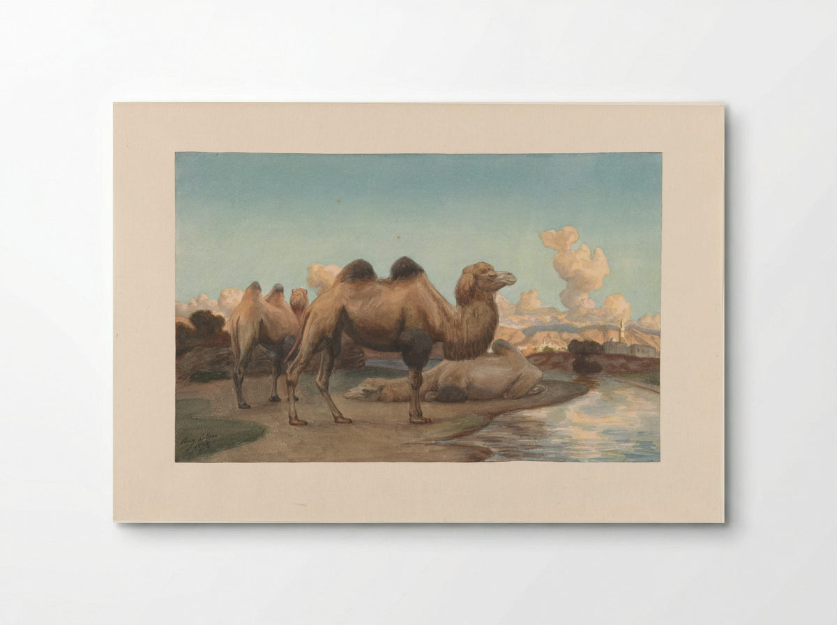 Kamelen in een landschap - August Le Gras - Poster