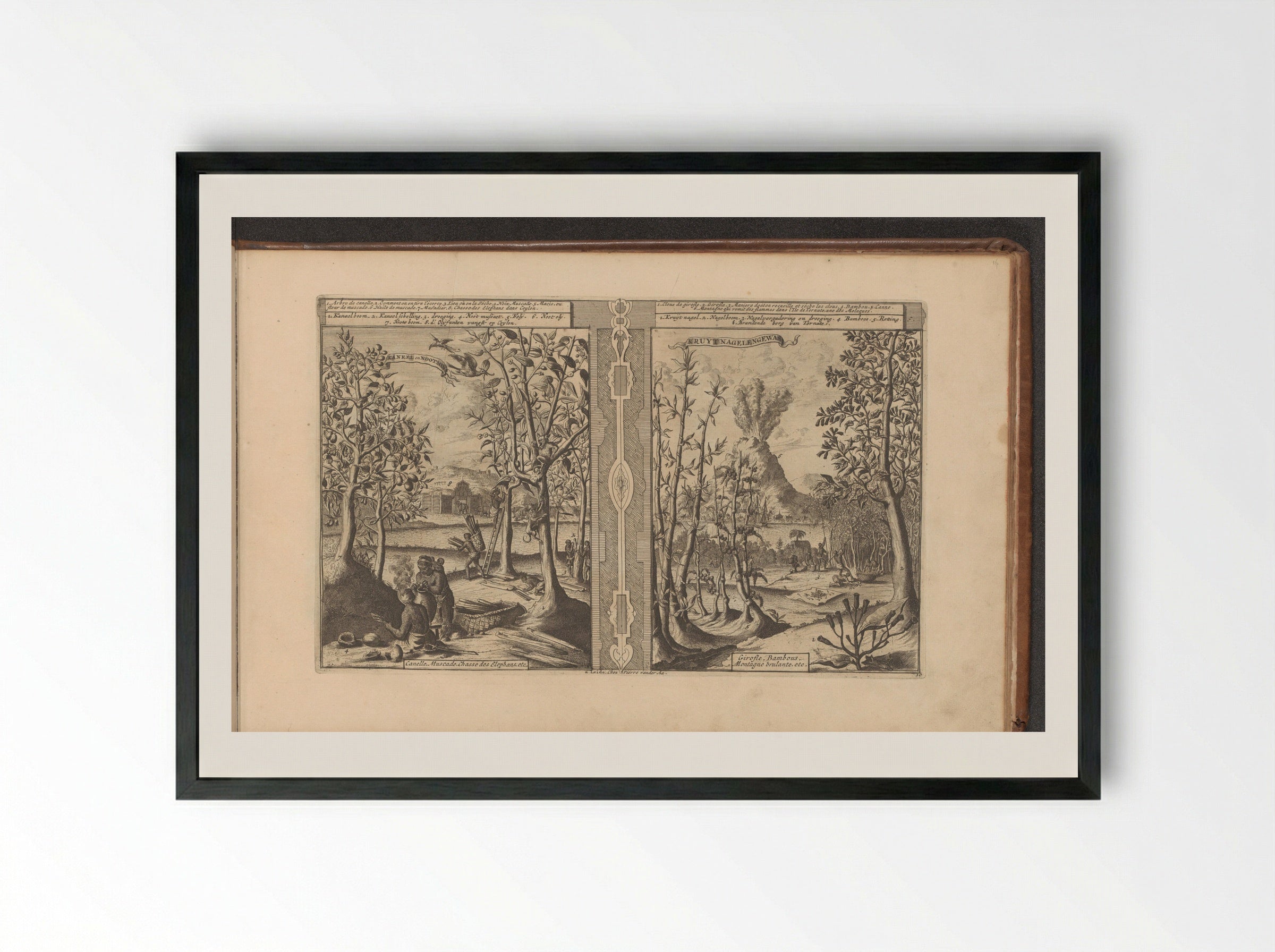 Kaneel, nootmuskaat, kruidnagel en bamboe - Romeyn de Hooghe - Framed Print Black