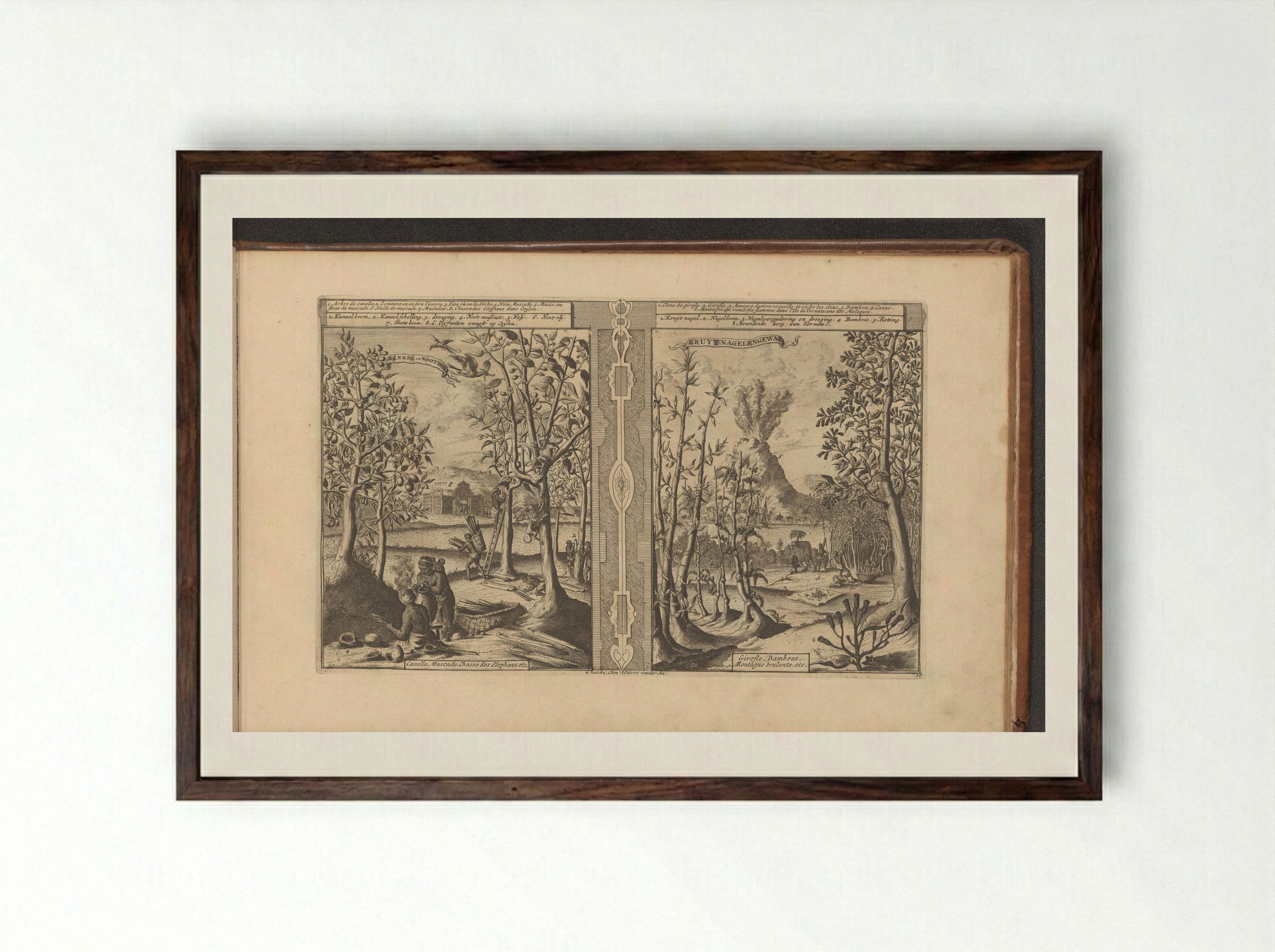 Kaneel, nootmuskaat, kruidnagel en bamboe - Romeyn de Hooghe - Framed Print Dark Wood