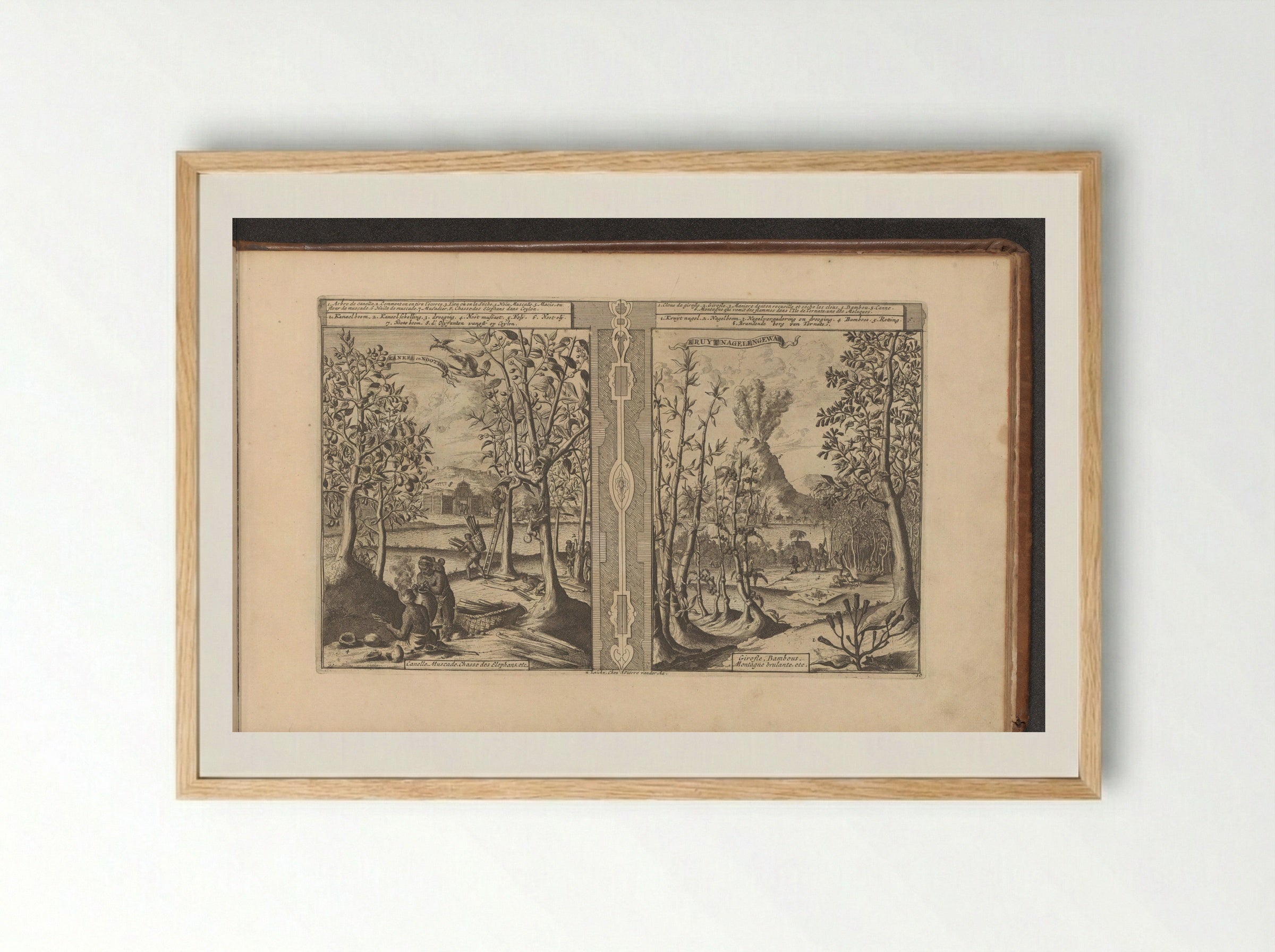 Kaneel, nootmuskaat, kruidnagel en bamboe - Romeyn de Hooghe - Framed Print Wood