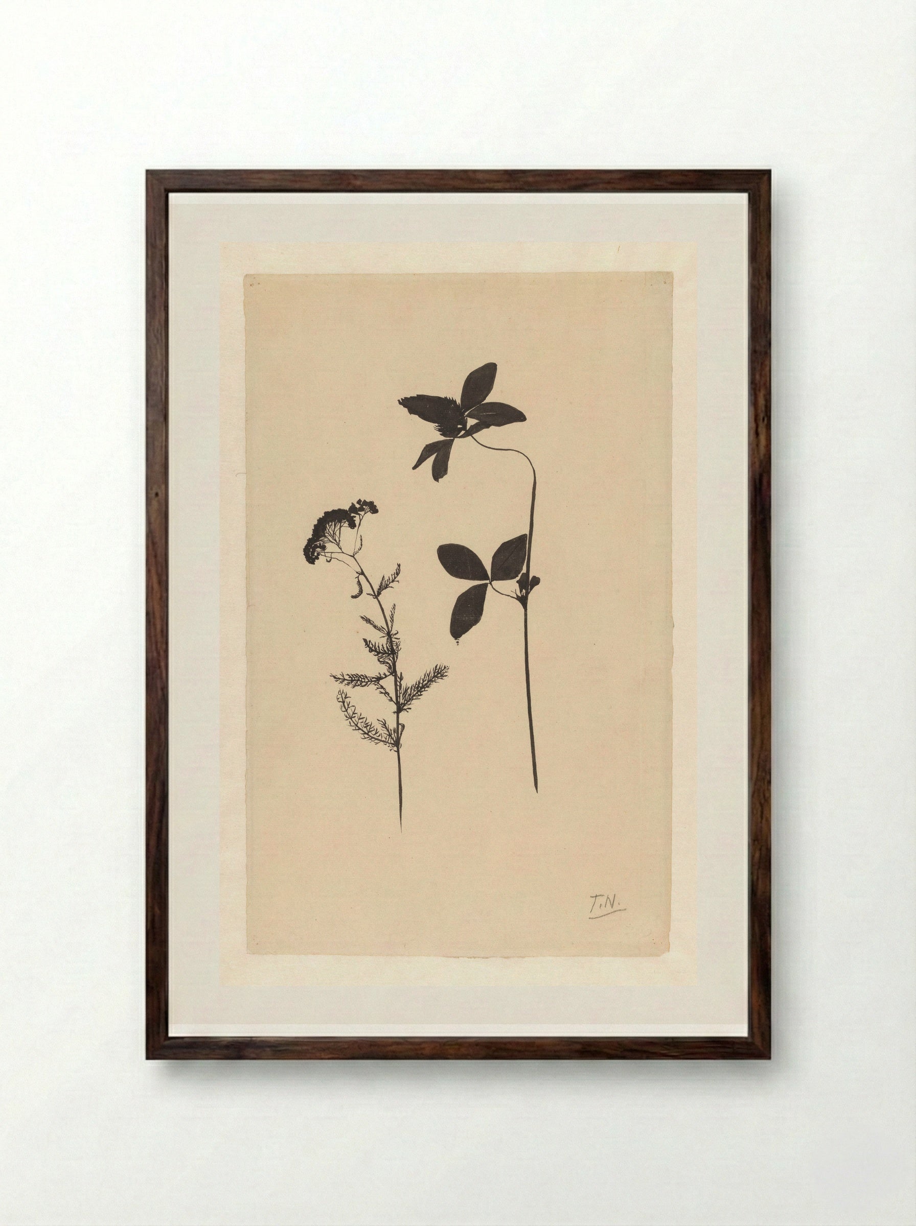 Klaver en een andere plant - Theo Nieuwenhuis - Framed Print Dark Wood